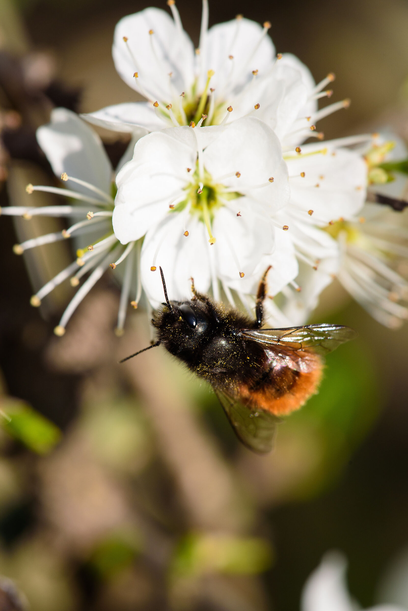 Ape su Prunus
