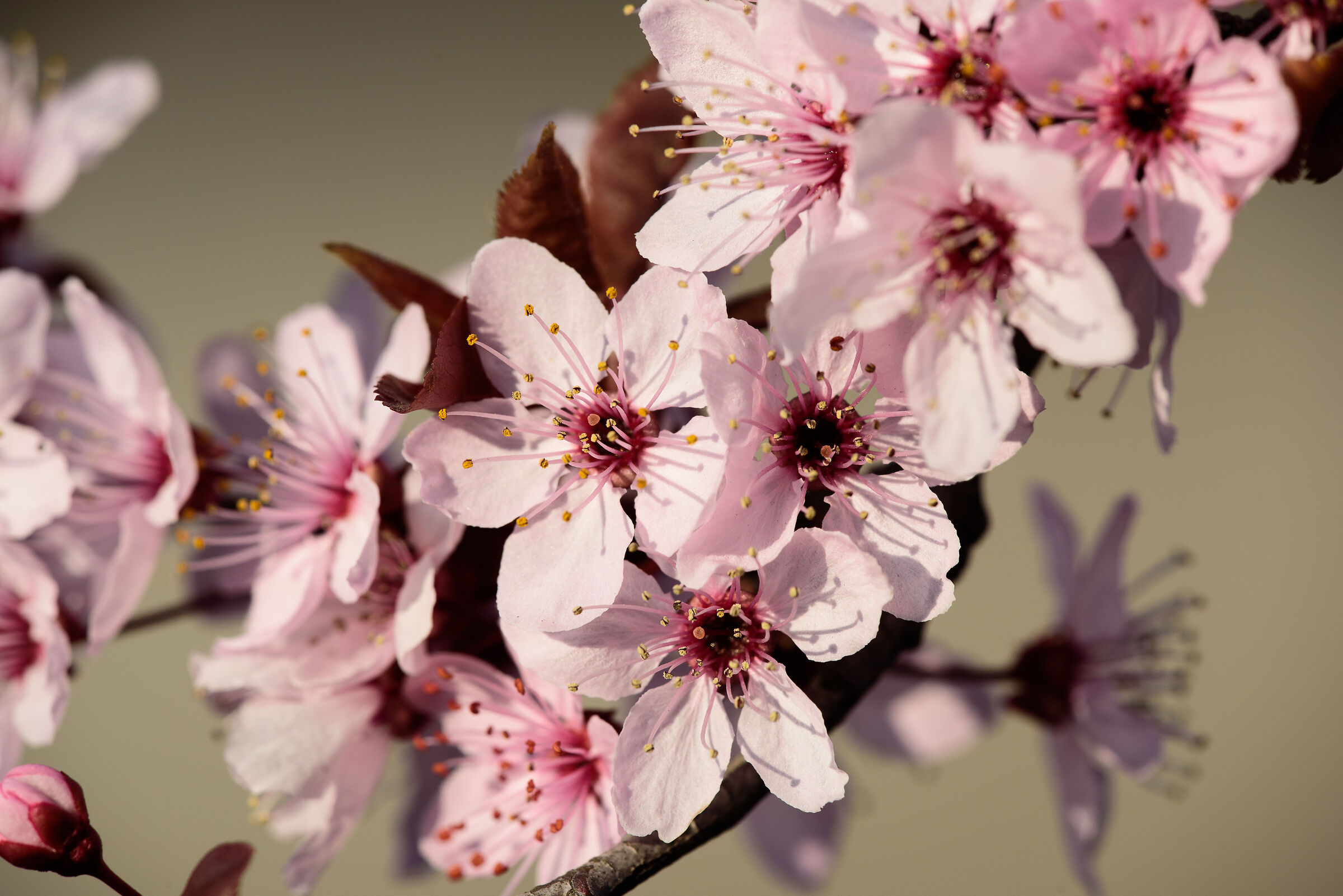Prunus