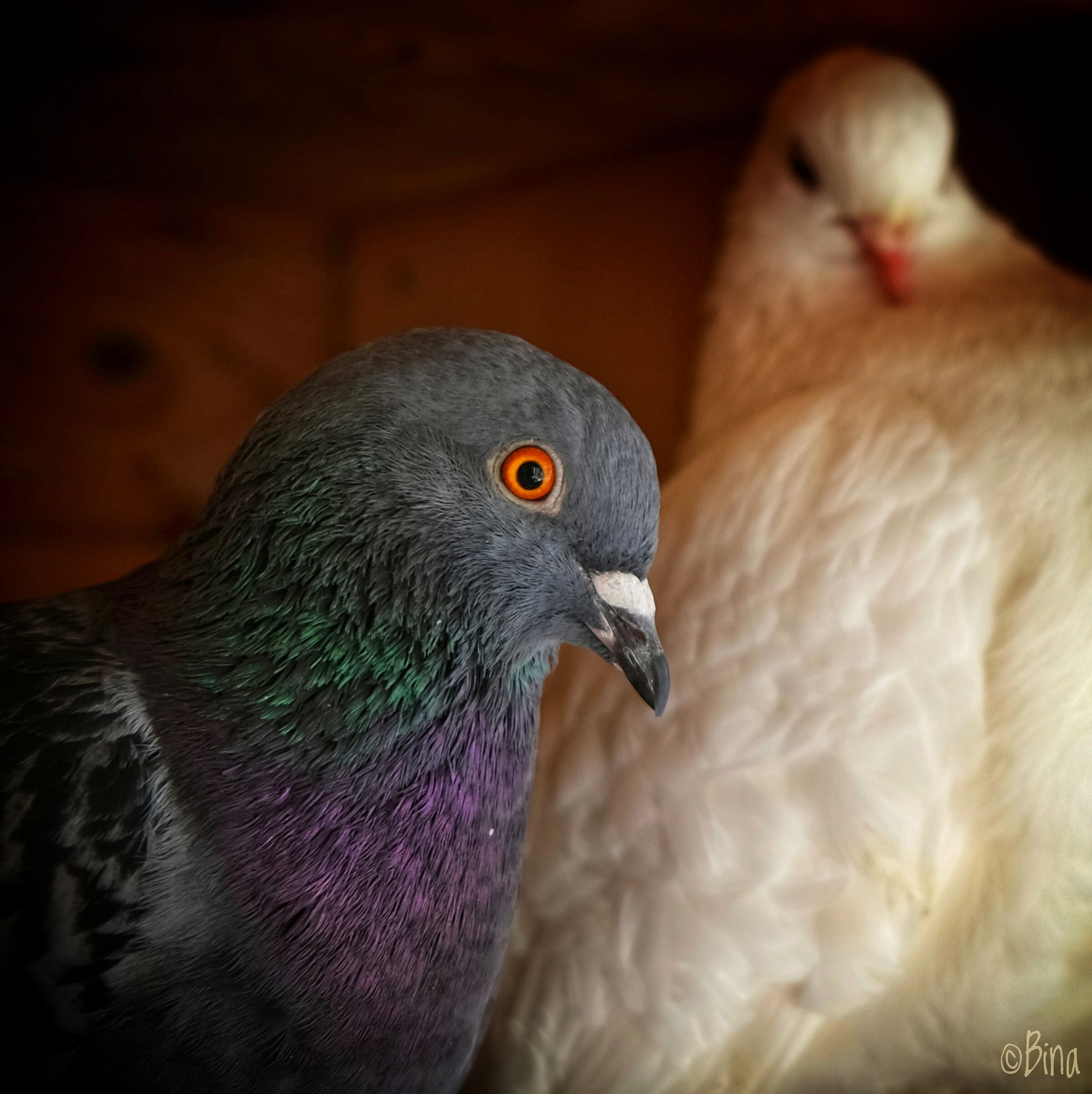 Semplicemente bellezza piccione