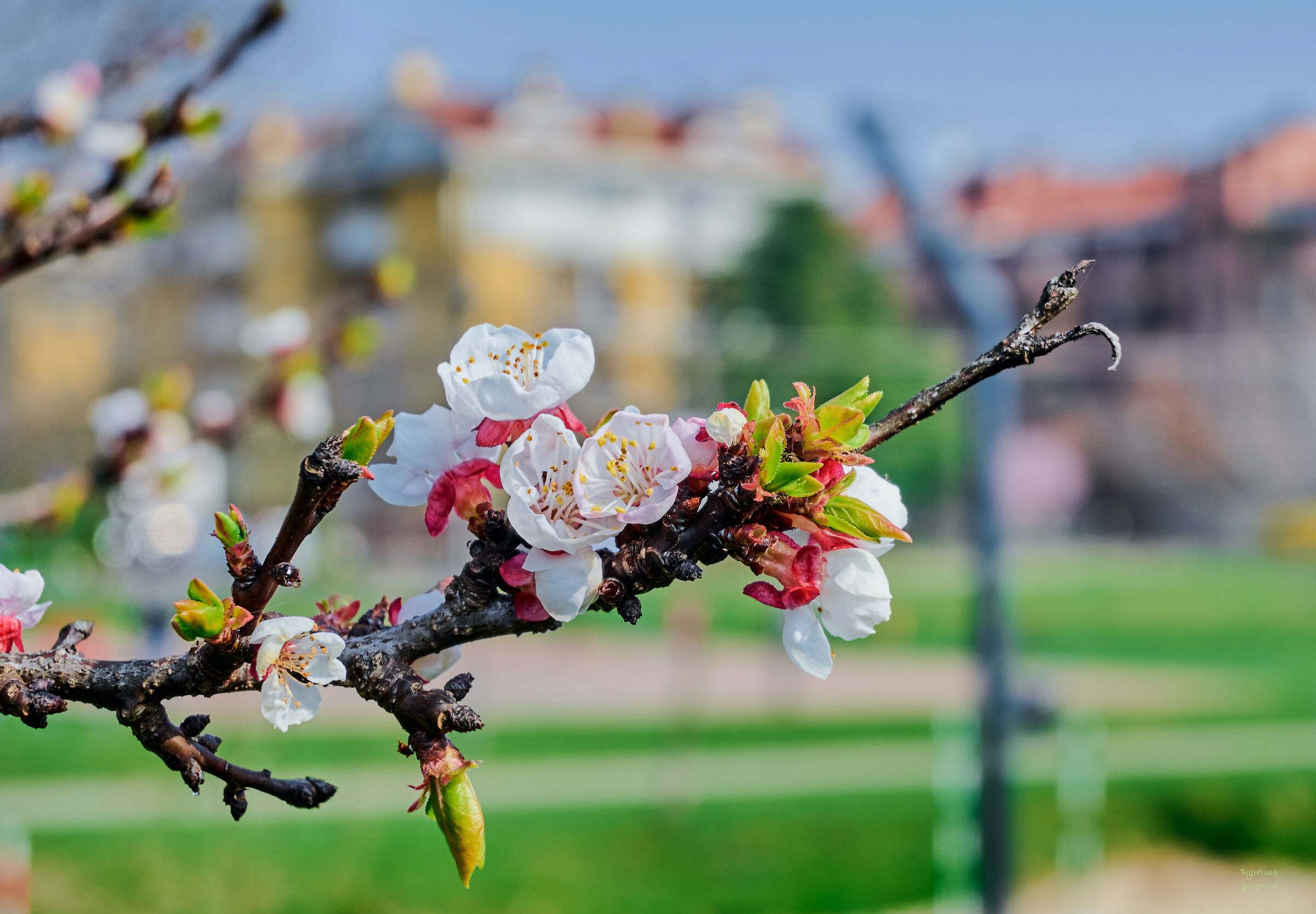 Nikon Z6II con X DX 16/50