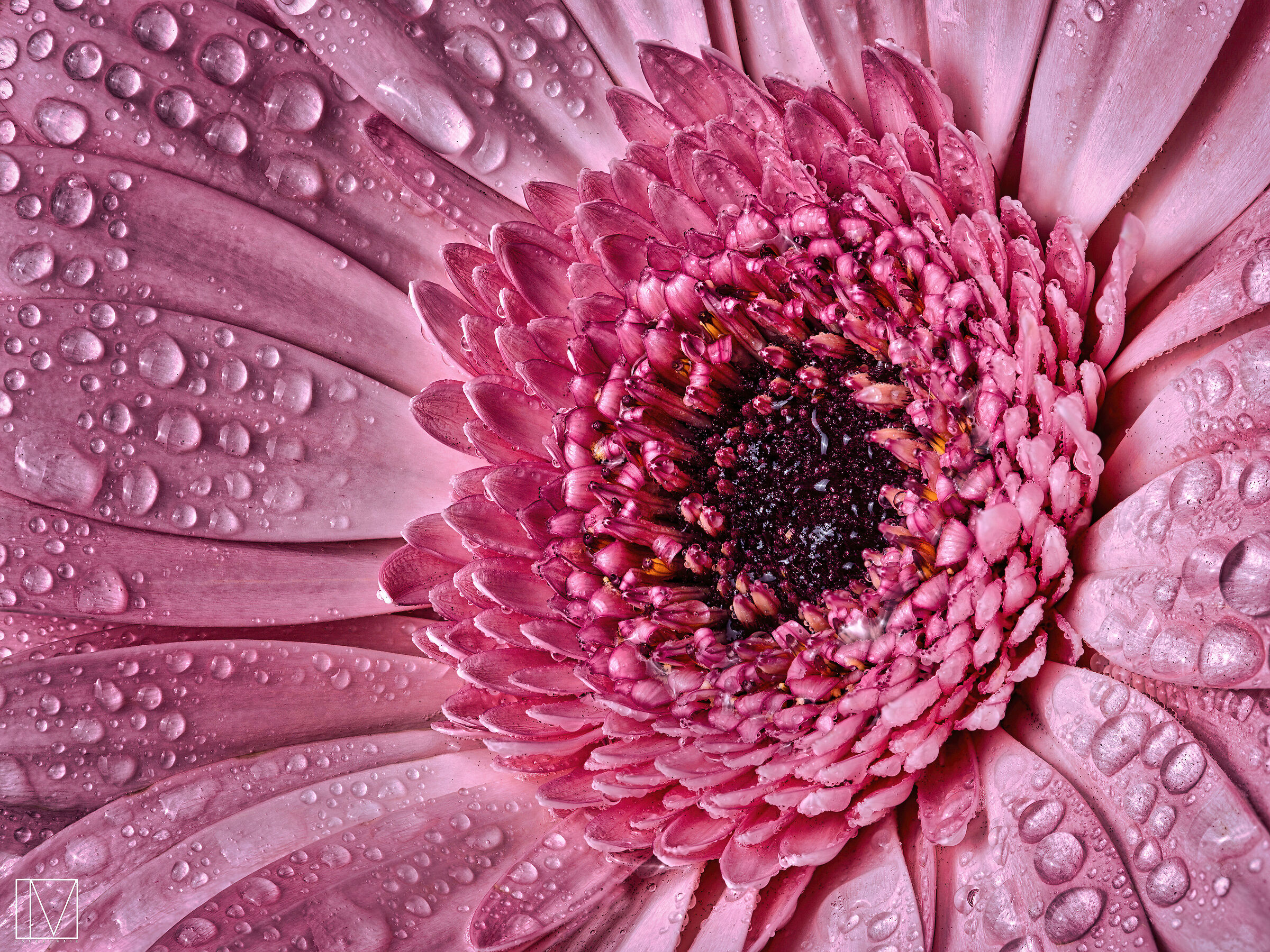 Gerbera