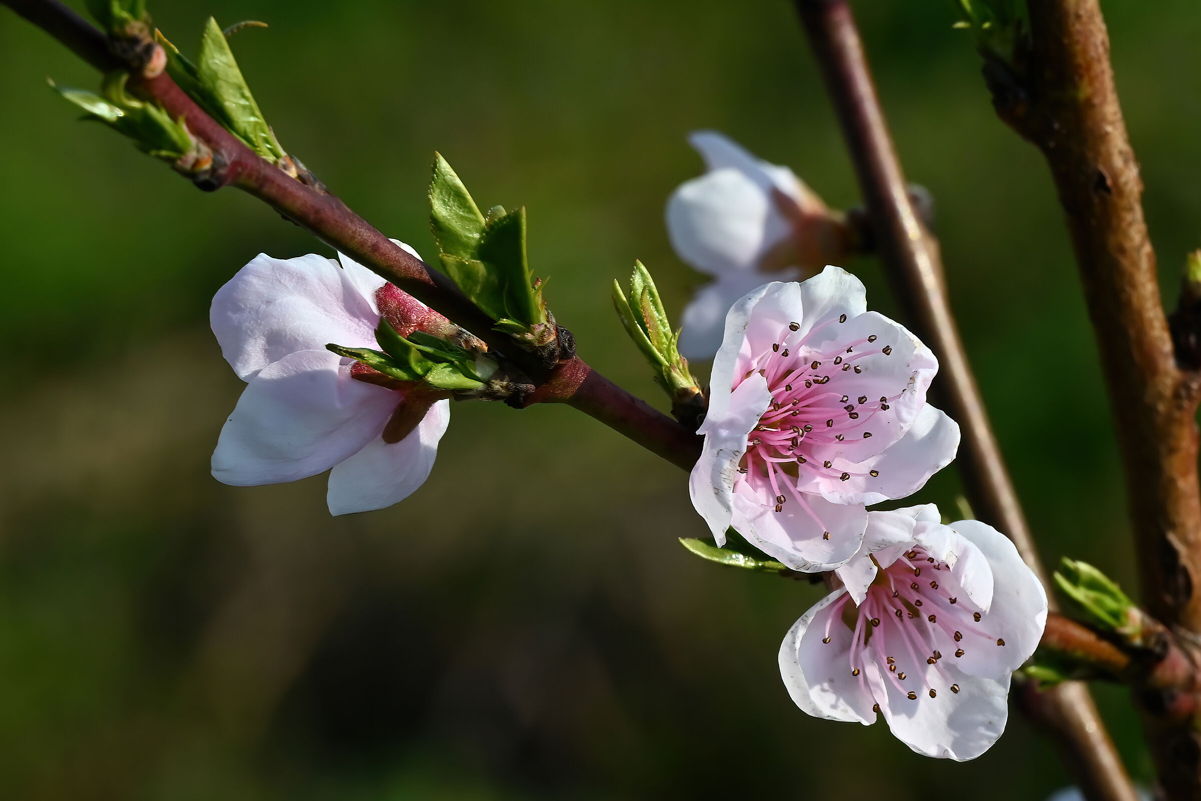 Peach flowers
