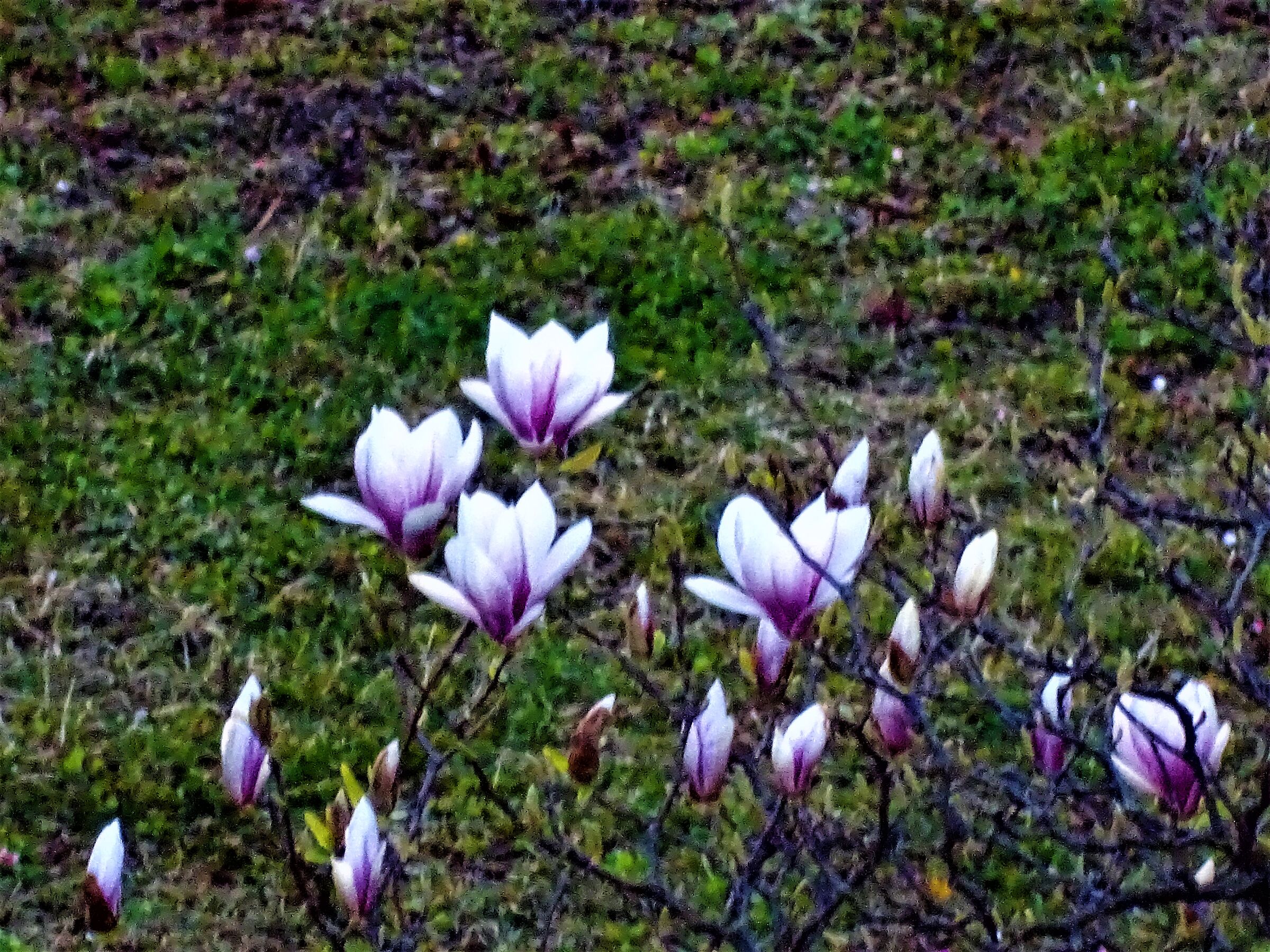 flowers in spring...