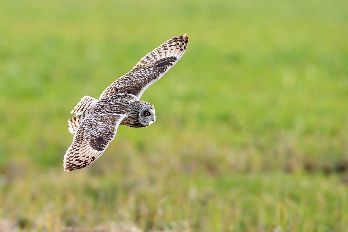 Short-eared Owl