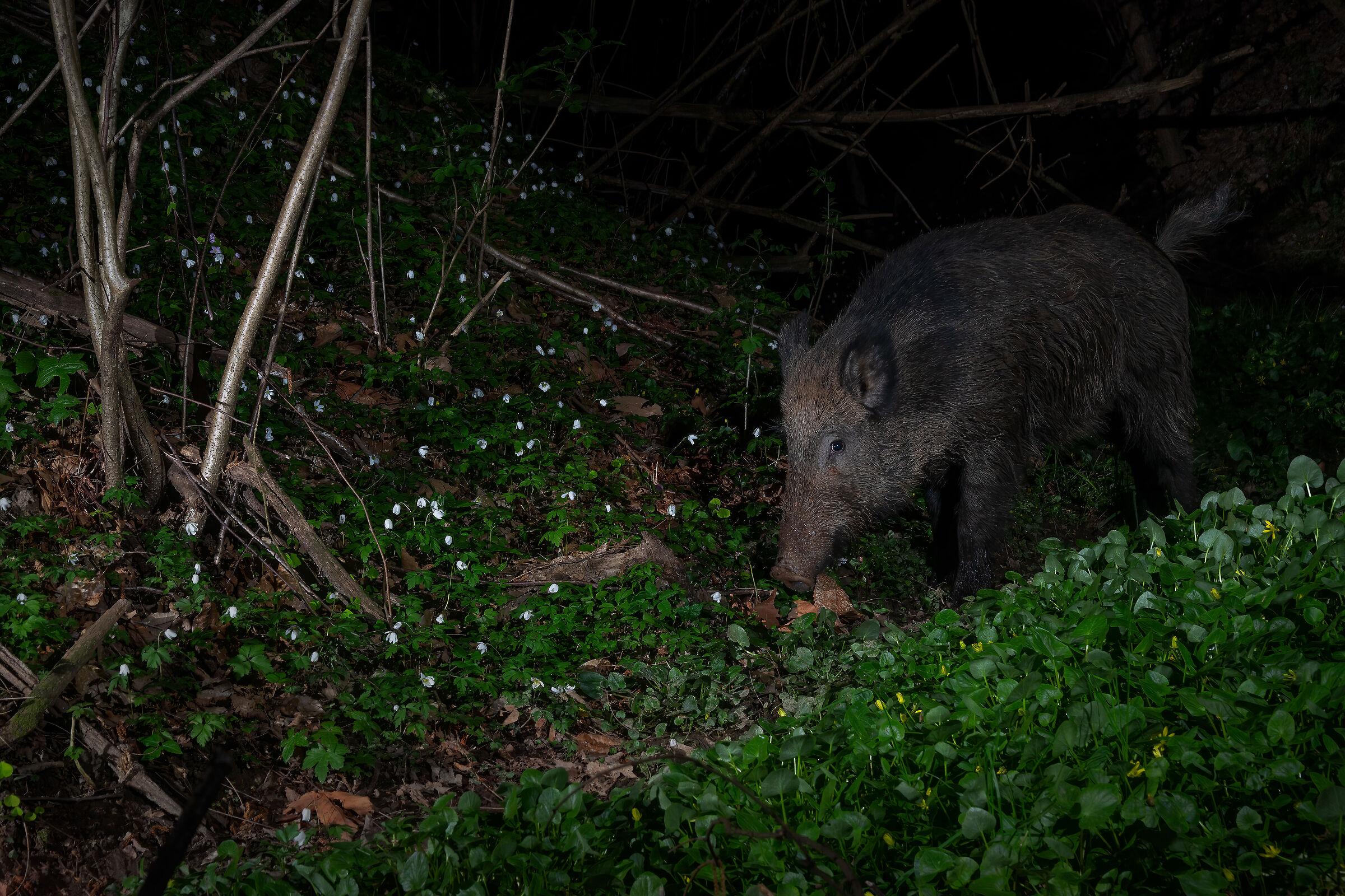 Cinghiale primaverile