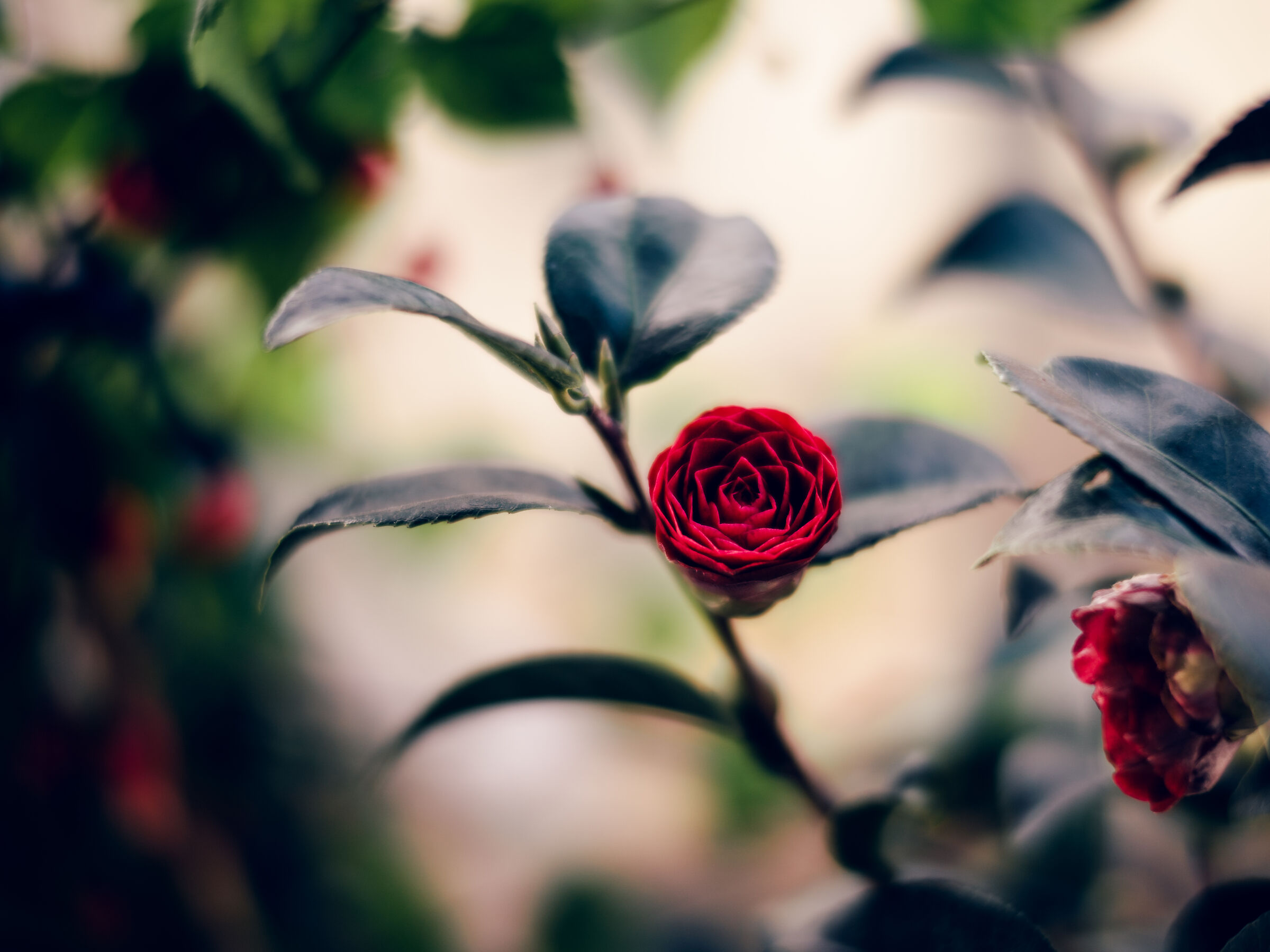 red passion