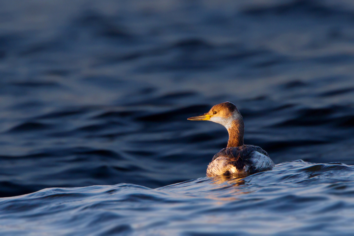In mezzo alle onde ( Svasso Collorosso )