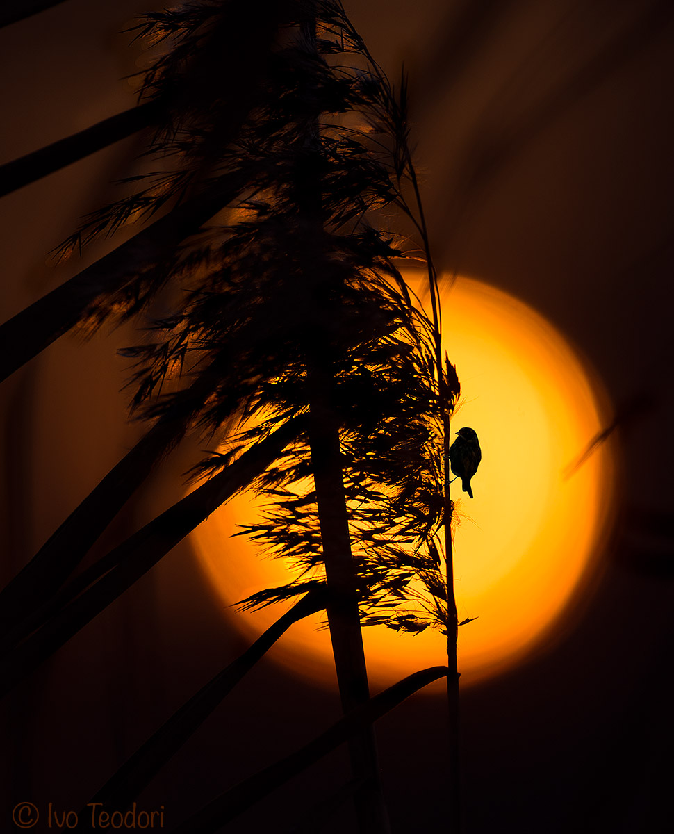 Sunset in the reed.