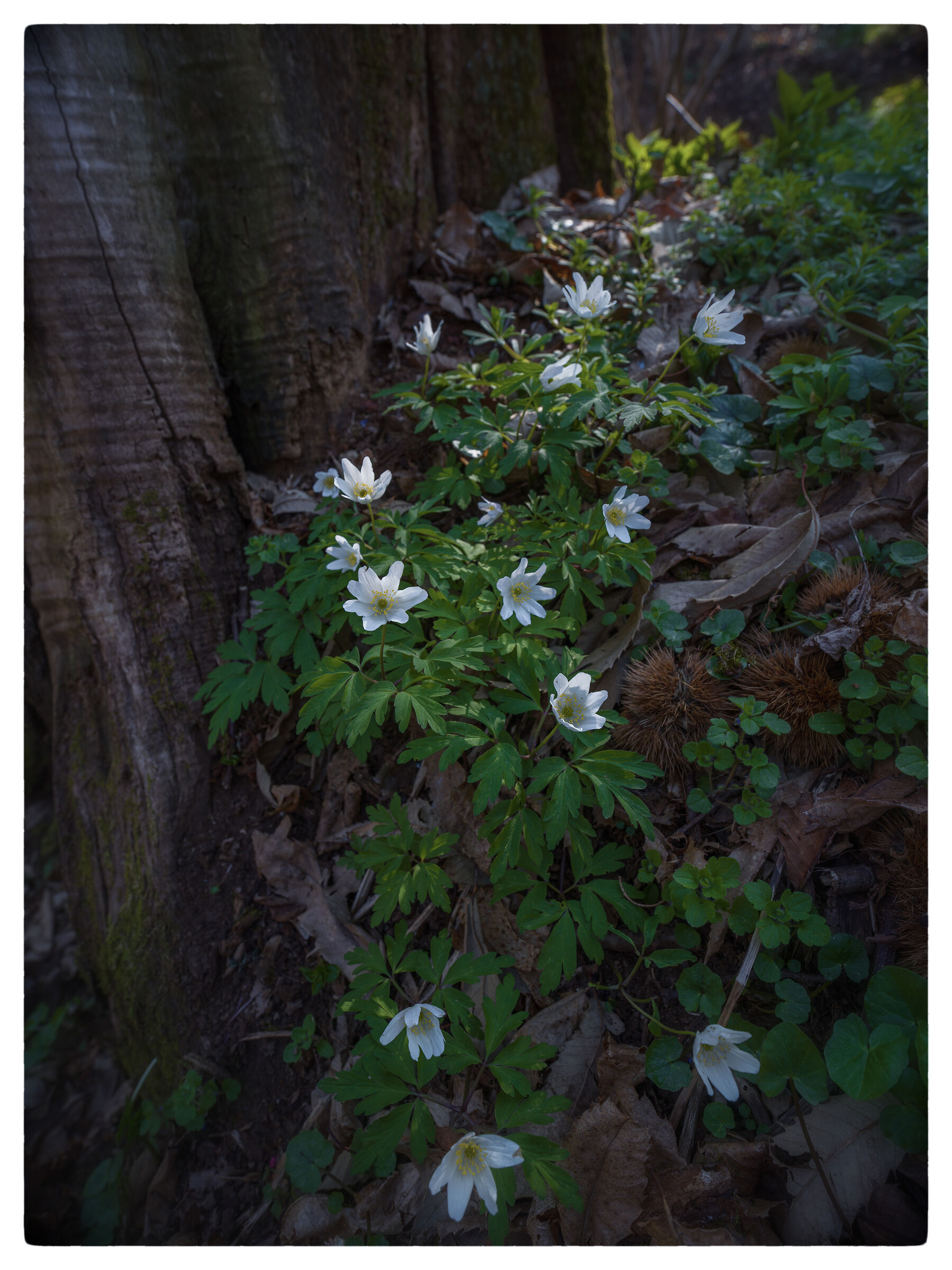 I fiori del risveglio