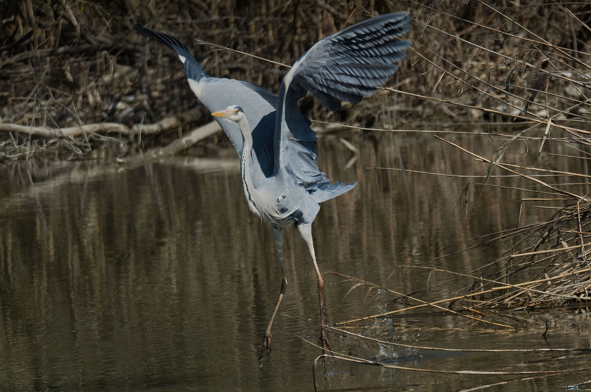 The Dance of the Ashes