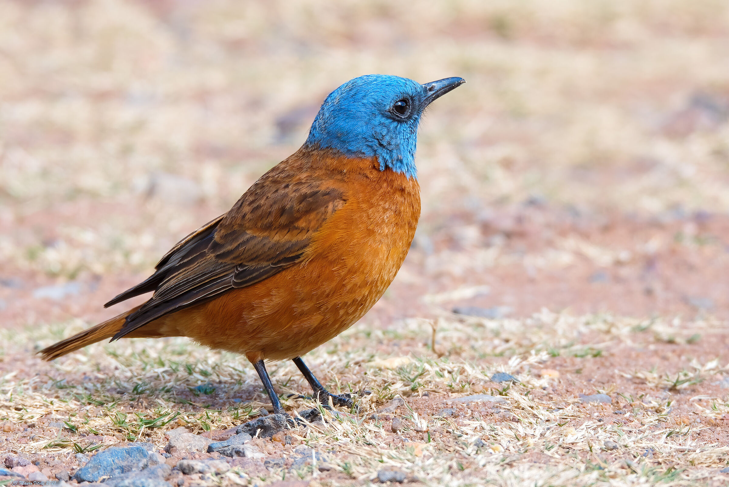 Rock-thrush Cae (Monticola rupestris)