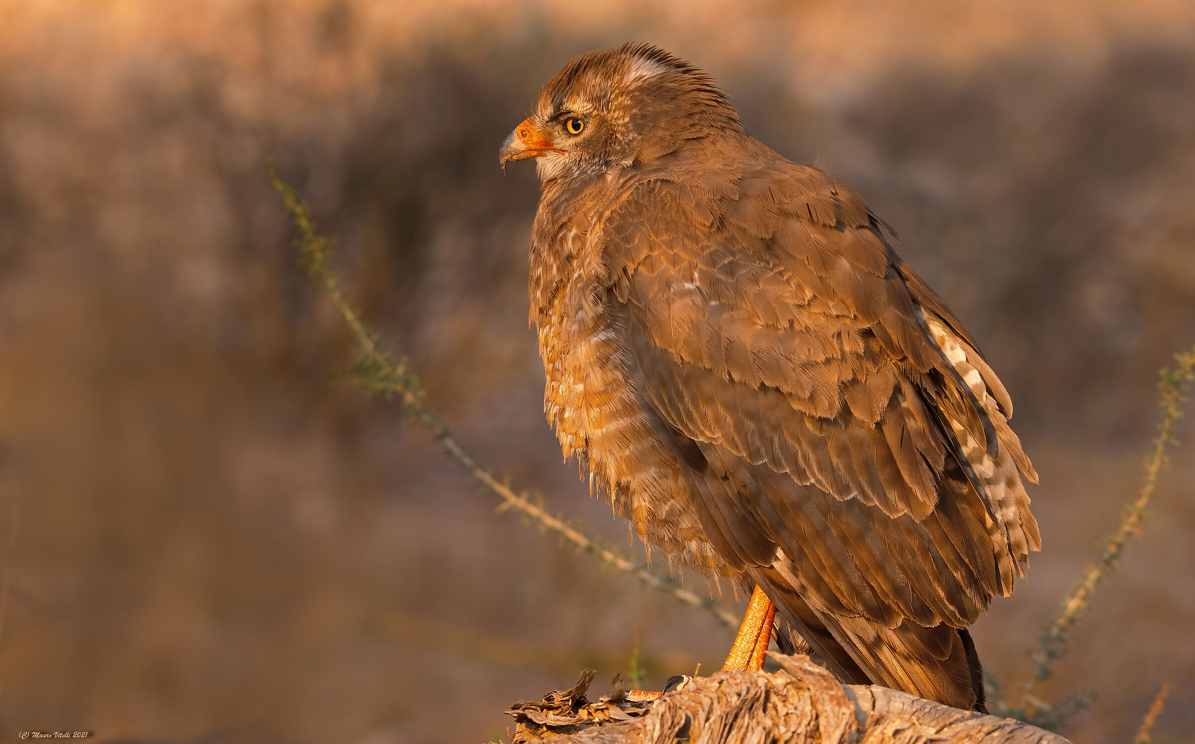 Young Hawk juggler (Terathopius ecaudatus)