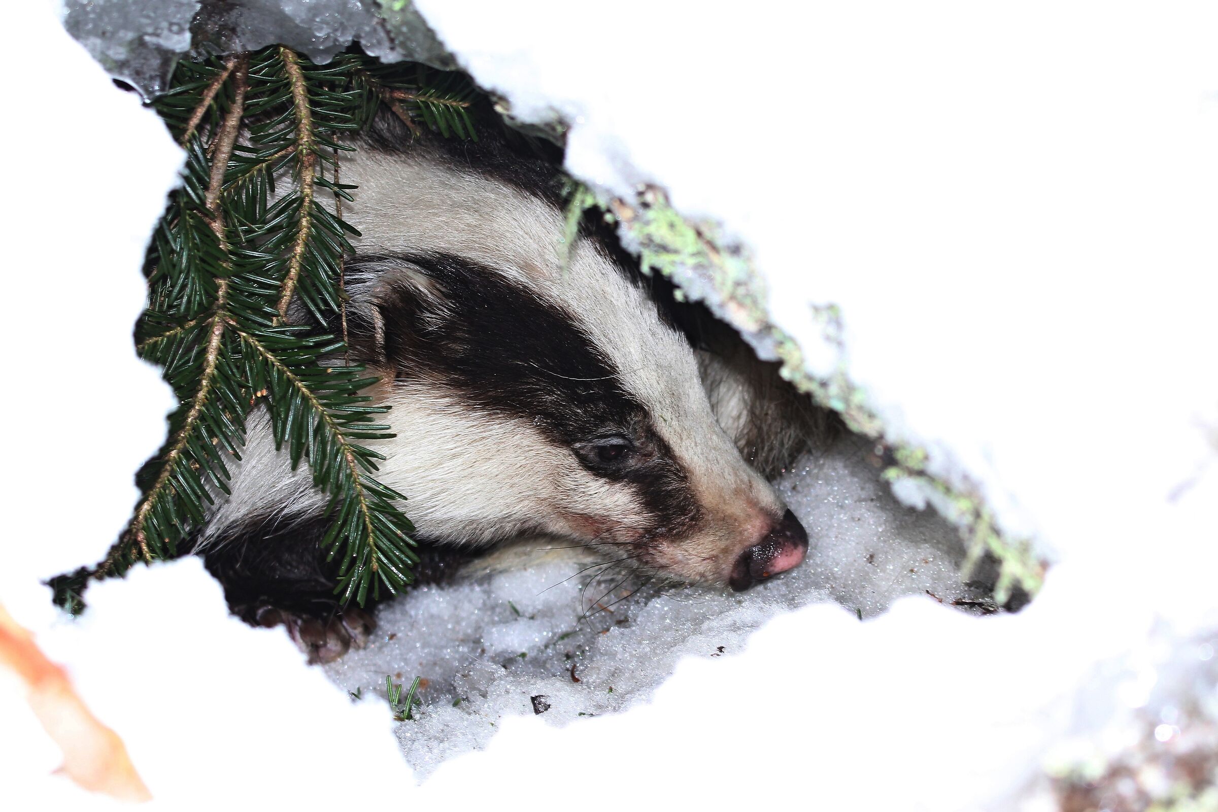 Tasso risveglio primaverile