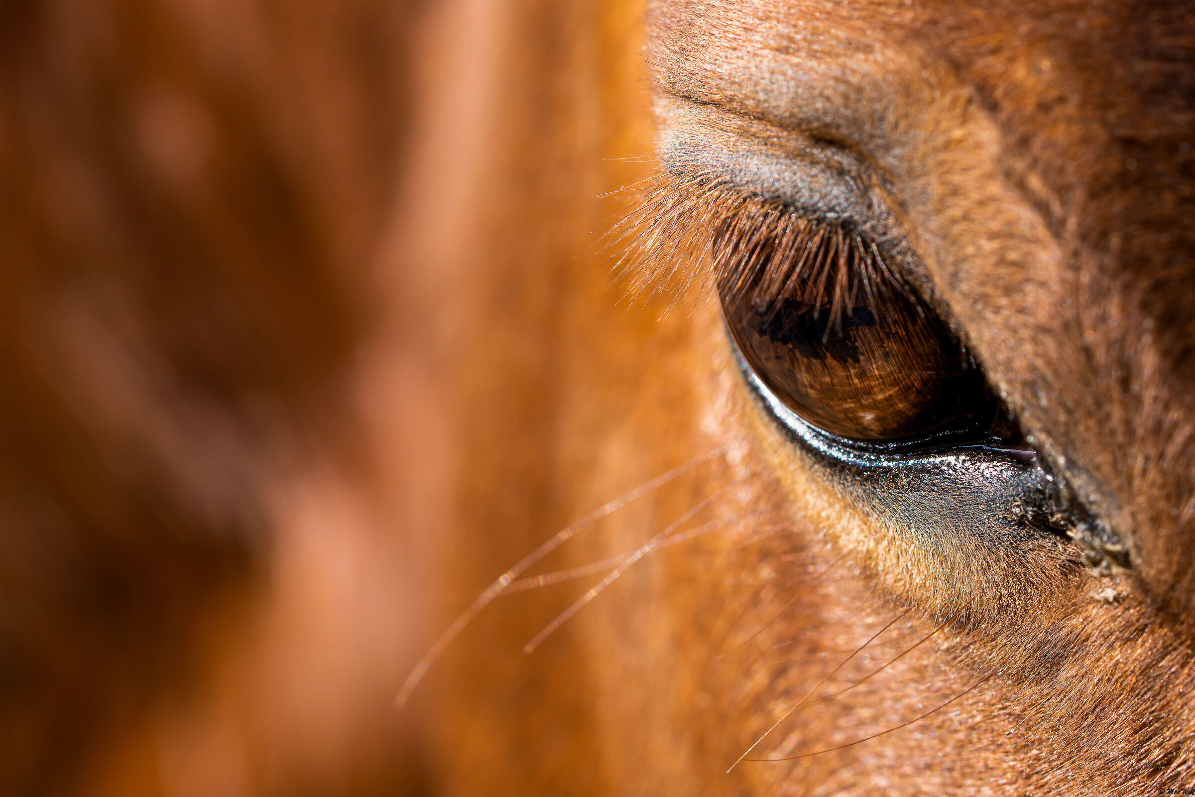 FAIBLE LOOK DE CHEVAL
