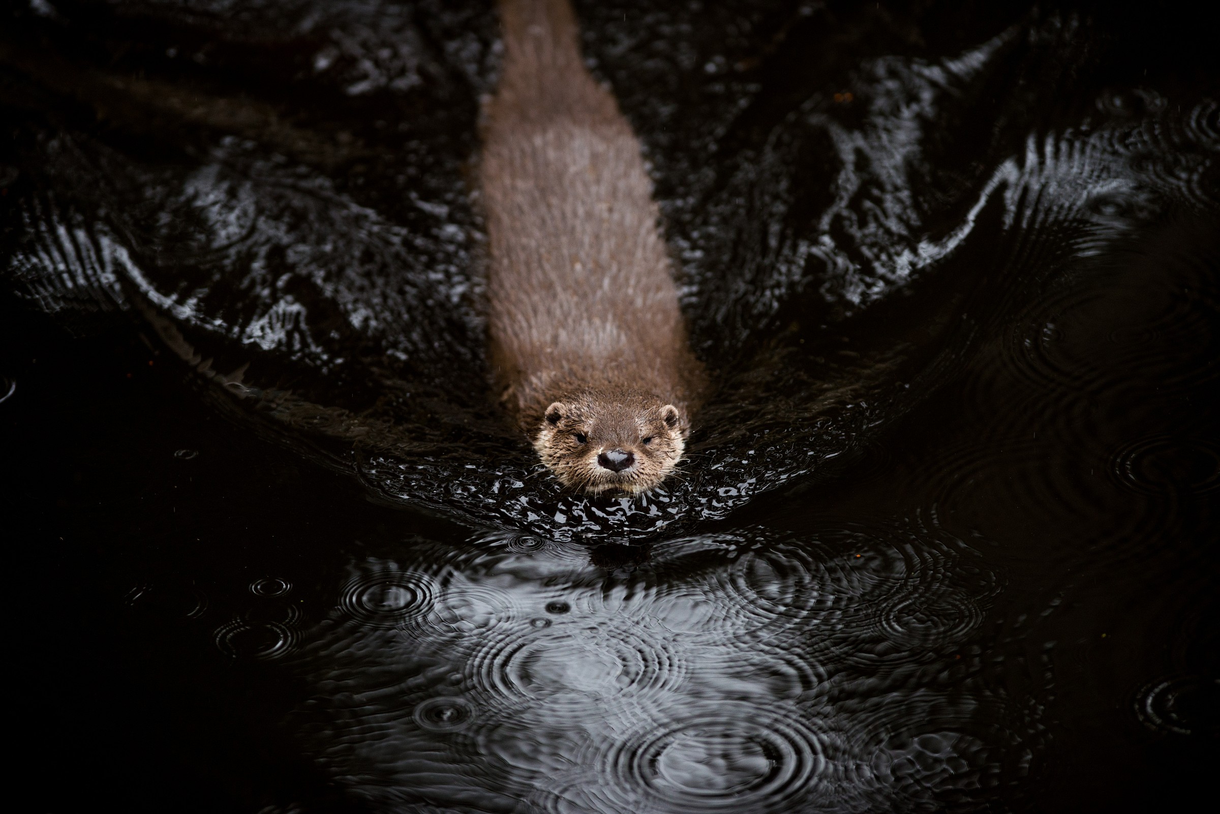 swimming in the dark