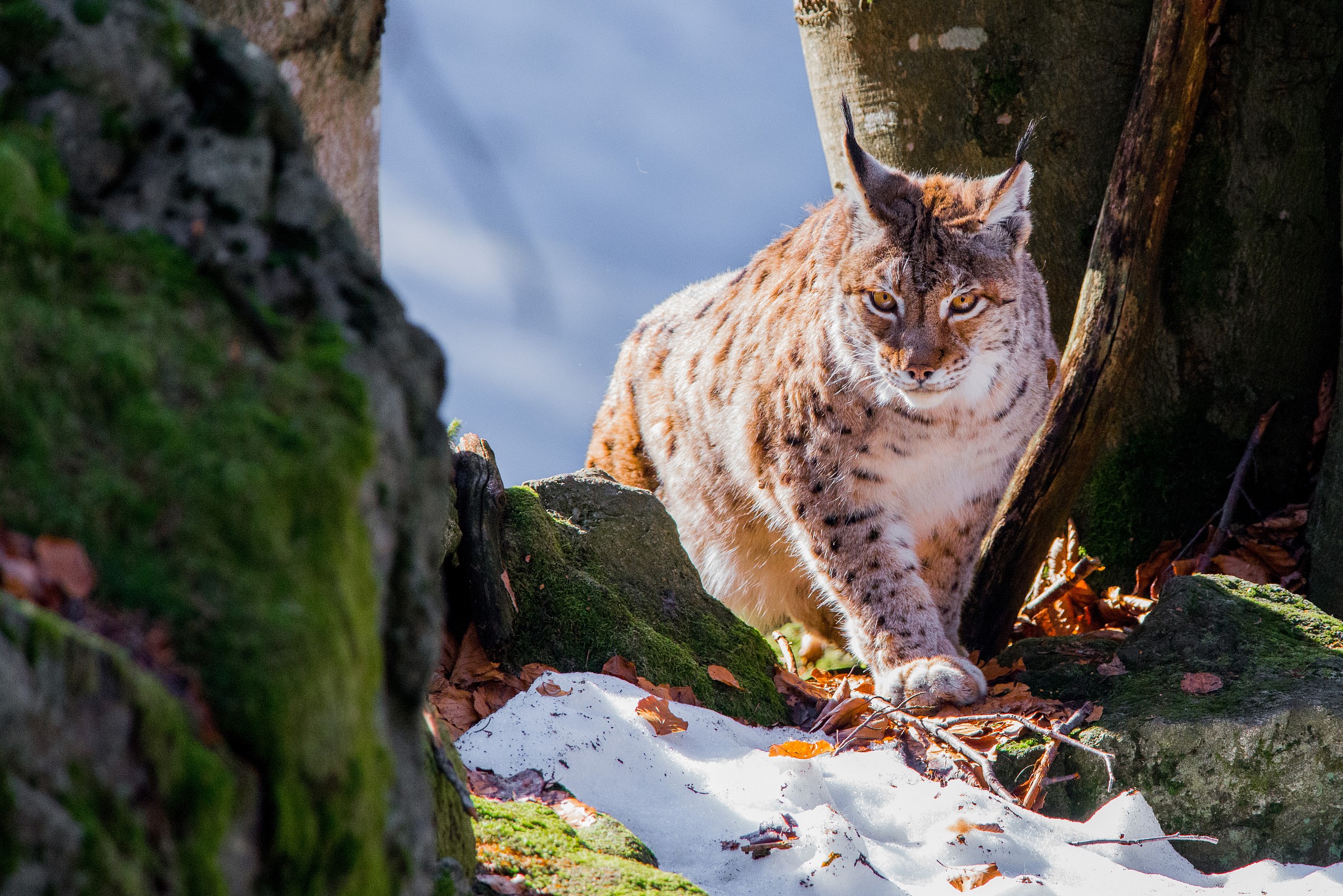 this is my territory!