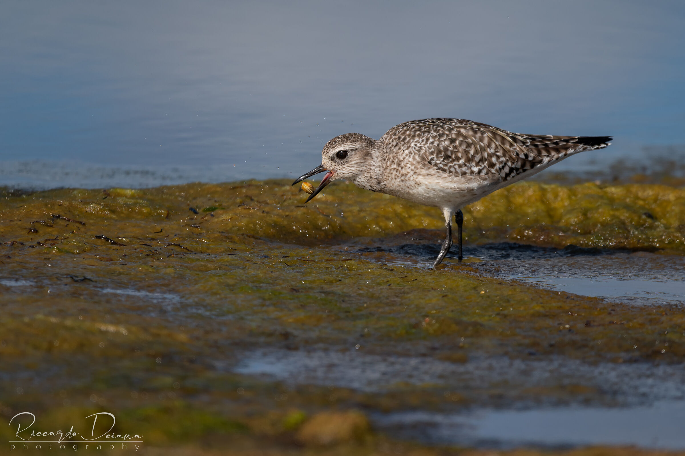 The Plover and the Arsella