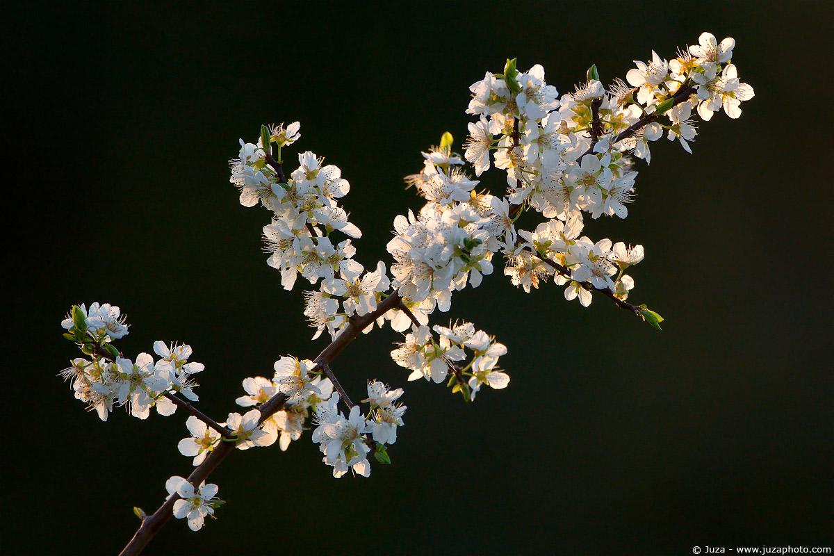 Prunus spinosa, 005133