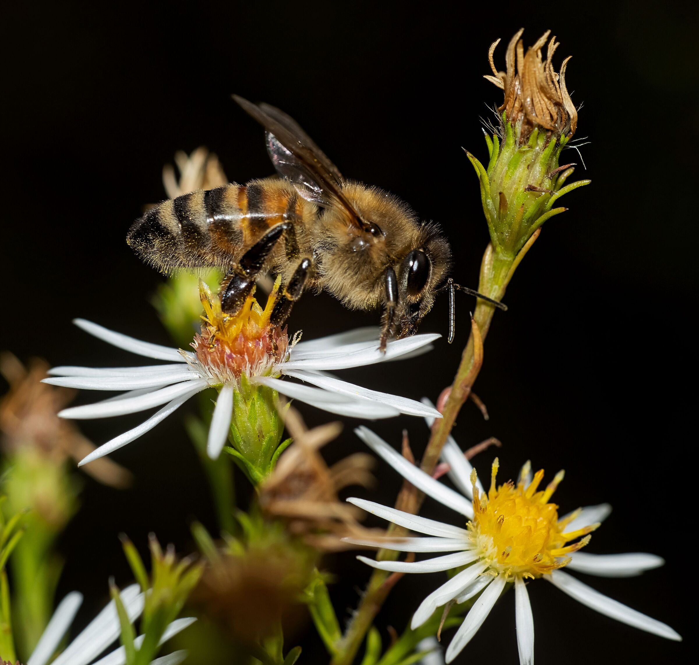 Bee on flower Symphyotrichum pilosum 10/10/2020