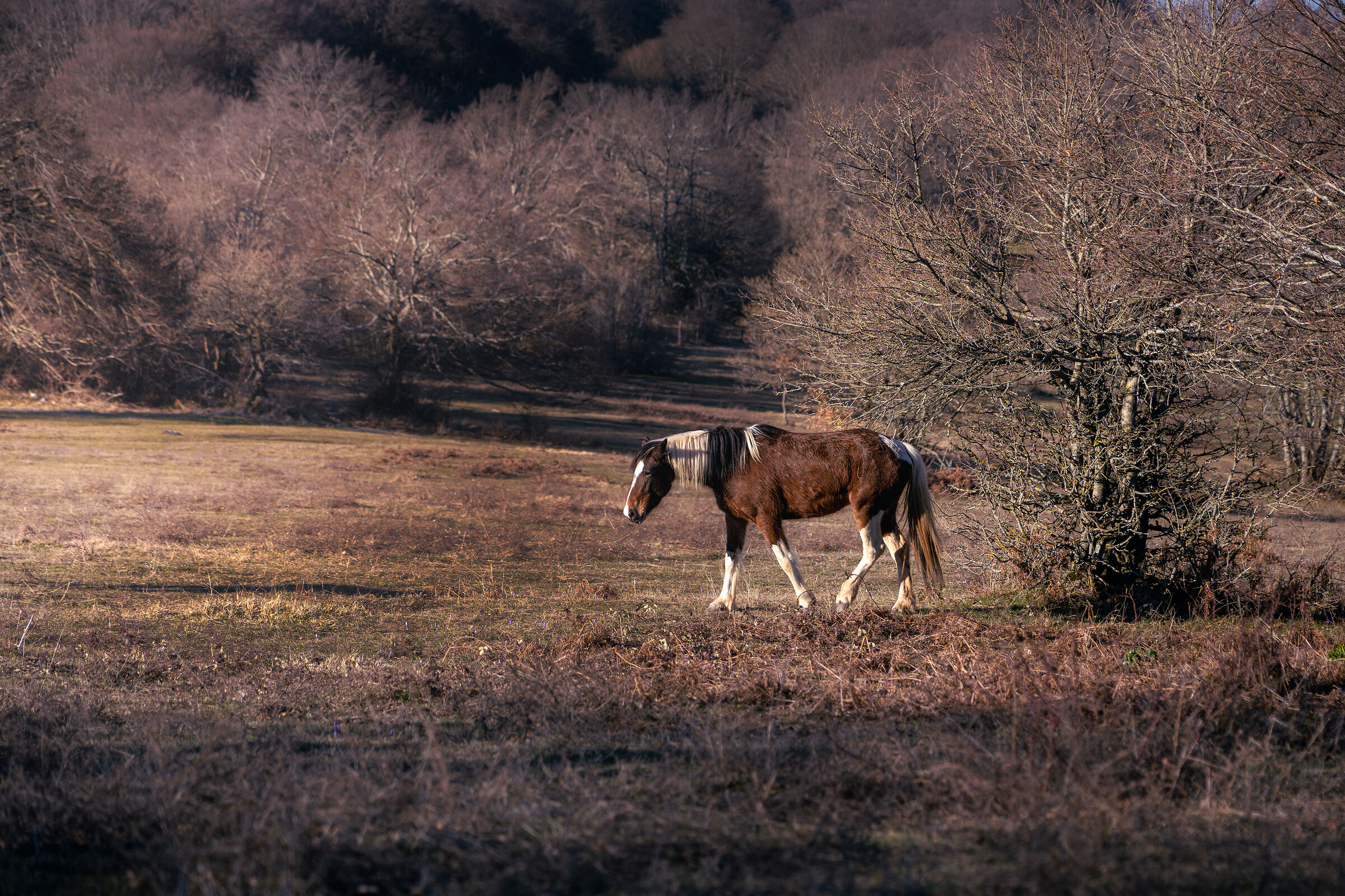 Mustang? Only in your free time