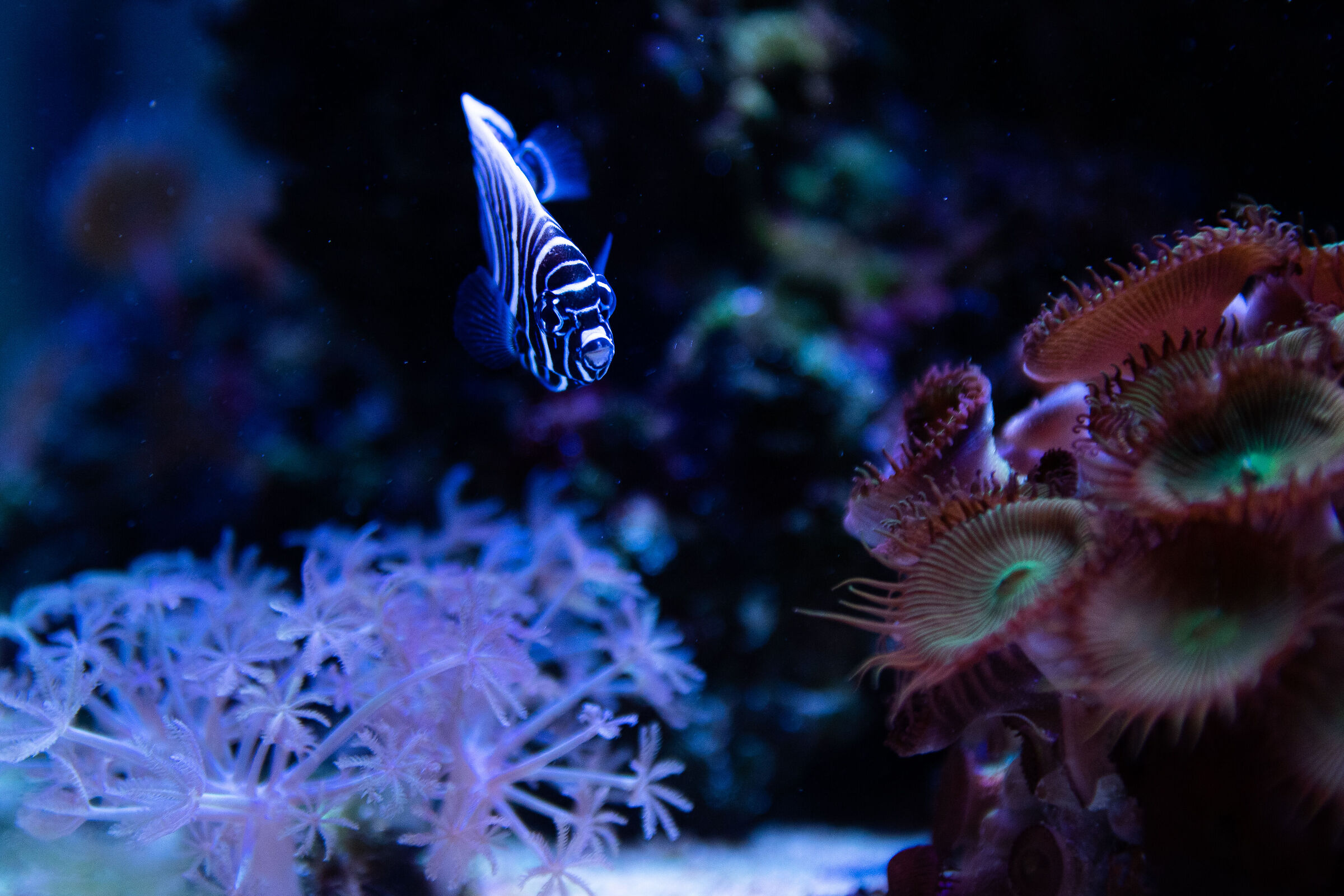 pesce angelo imperatore