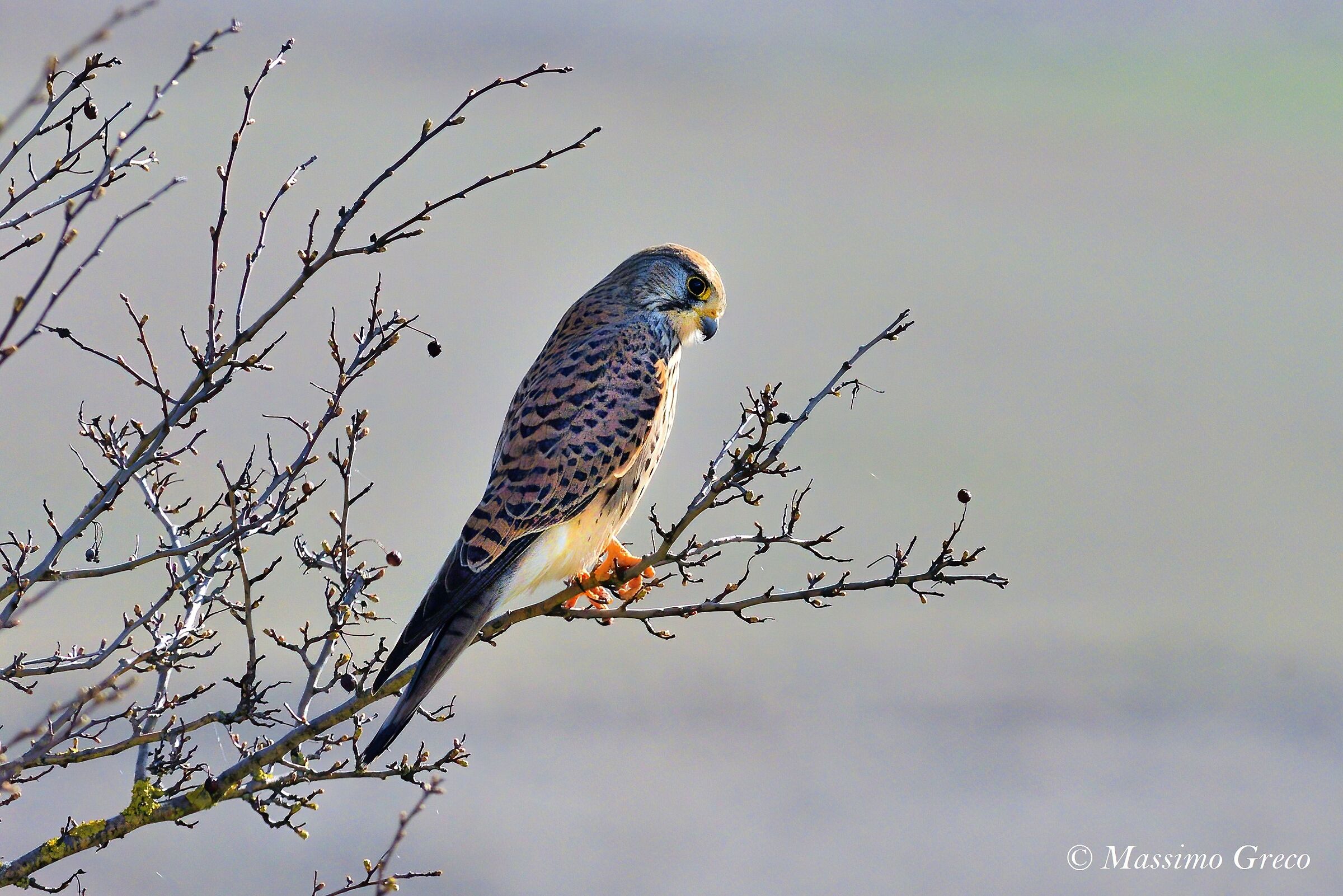 Gstreg (Falco tinnunculus)