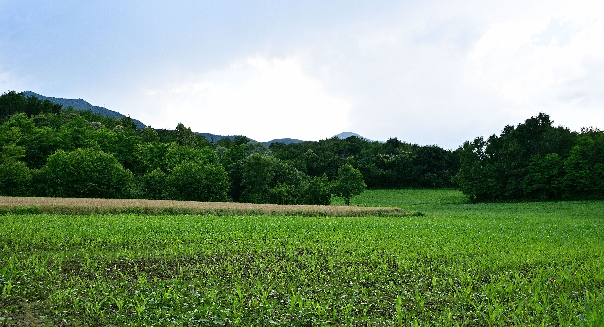 In the intense green...