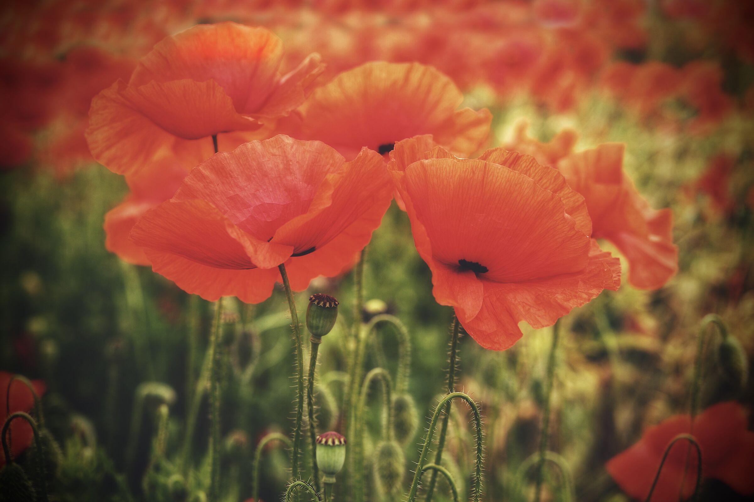Poppies