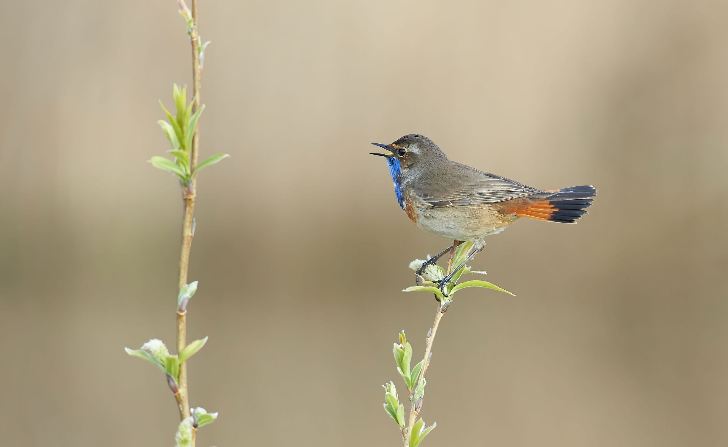 Bluethroat