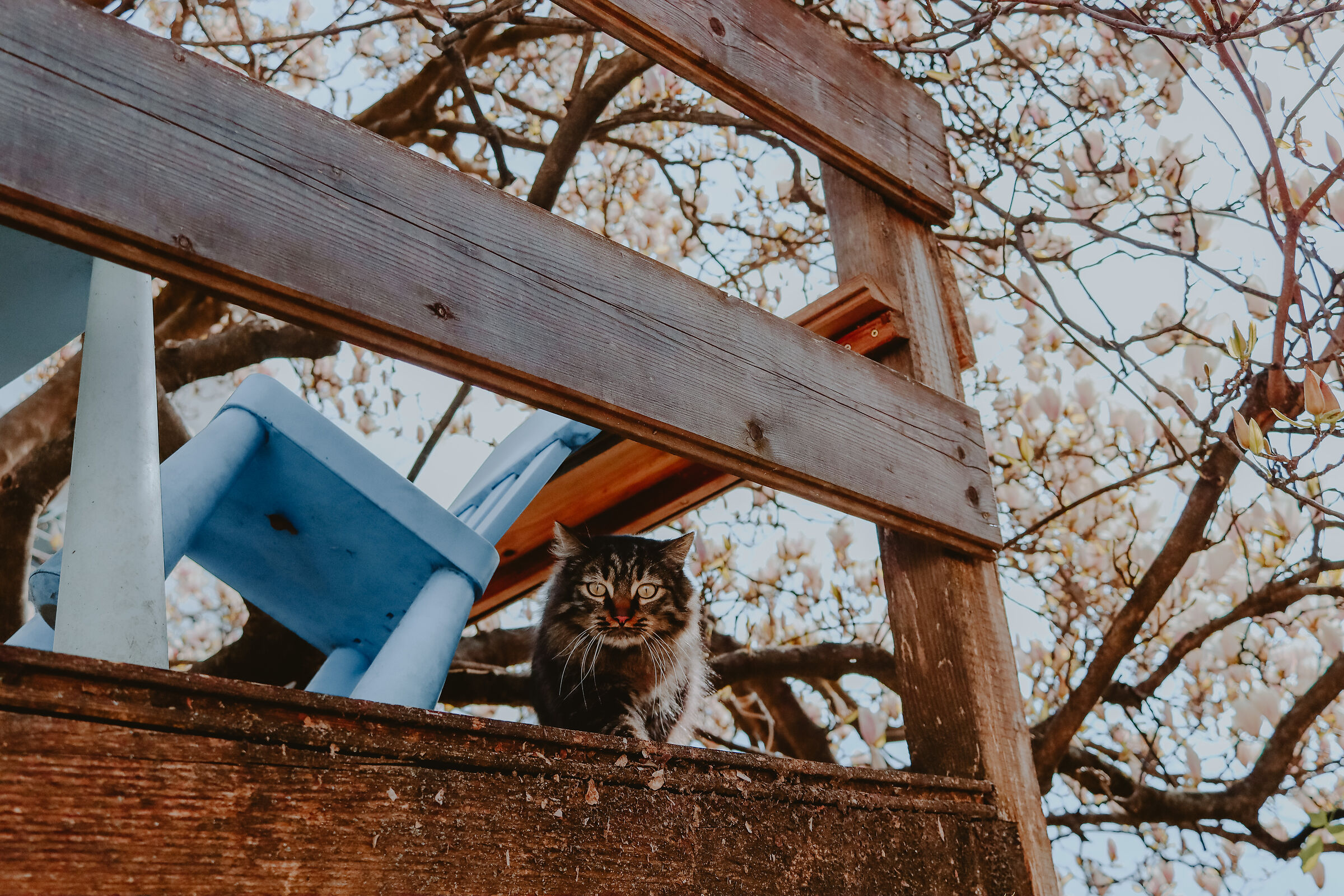 Cat on the Tree
