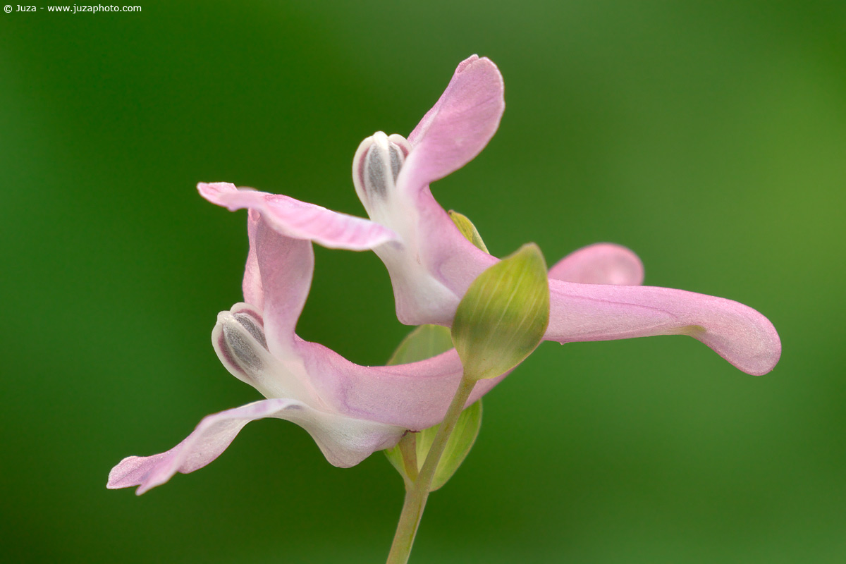 Corydalis cava, 005189