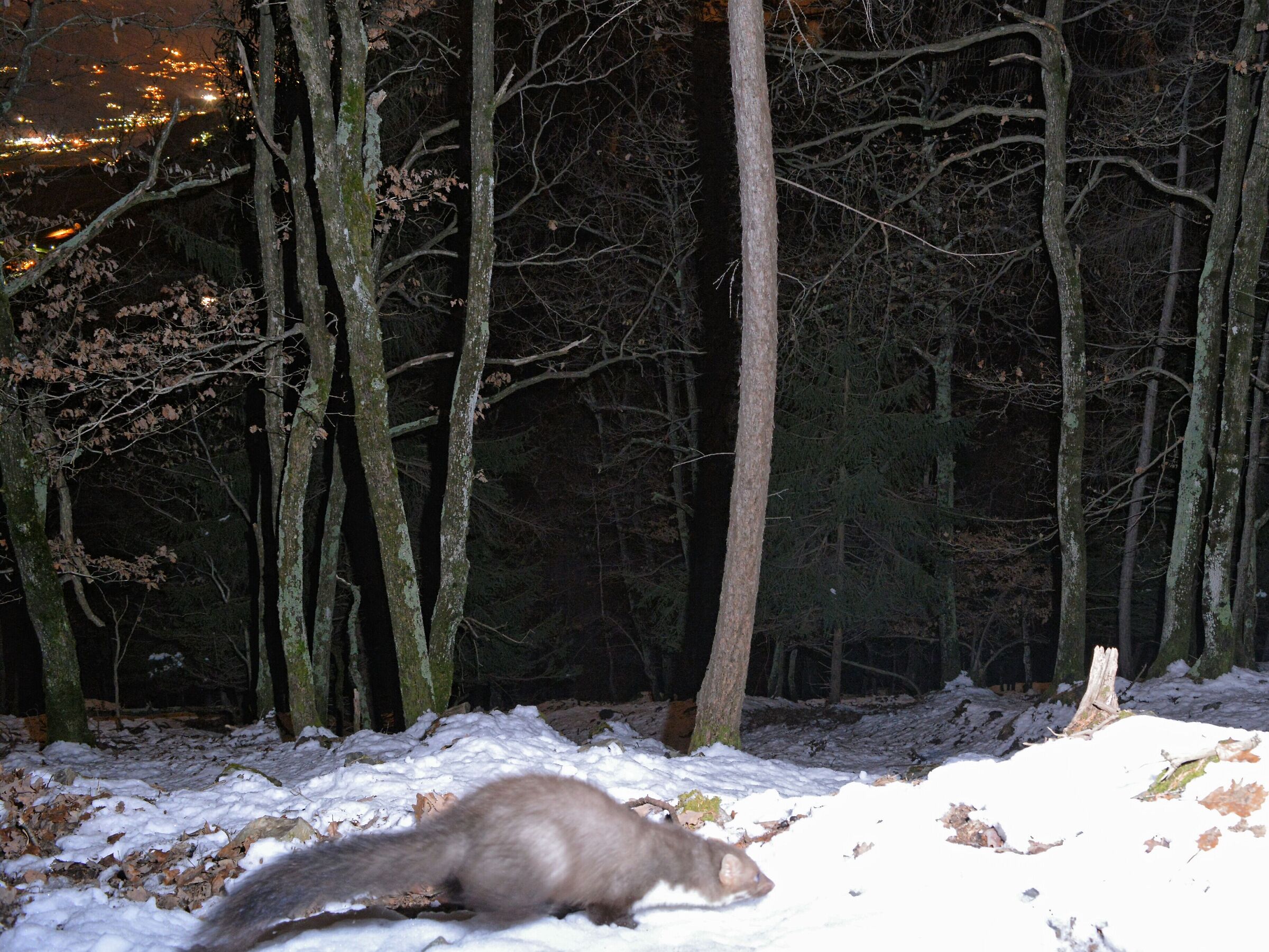 Faina nel bosco