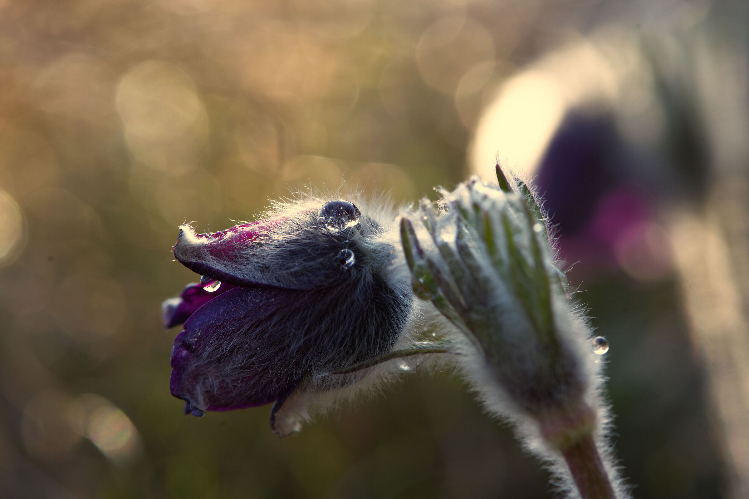 Pulsatilla al tramonto