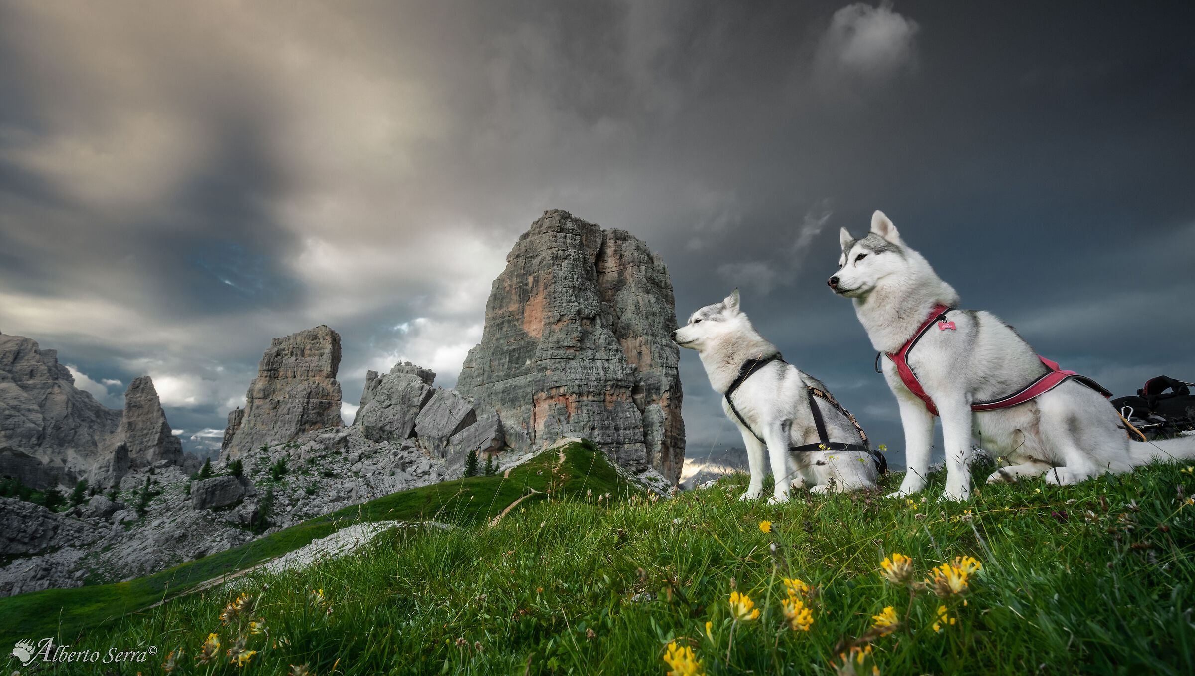 Husky & Towers