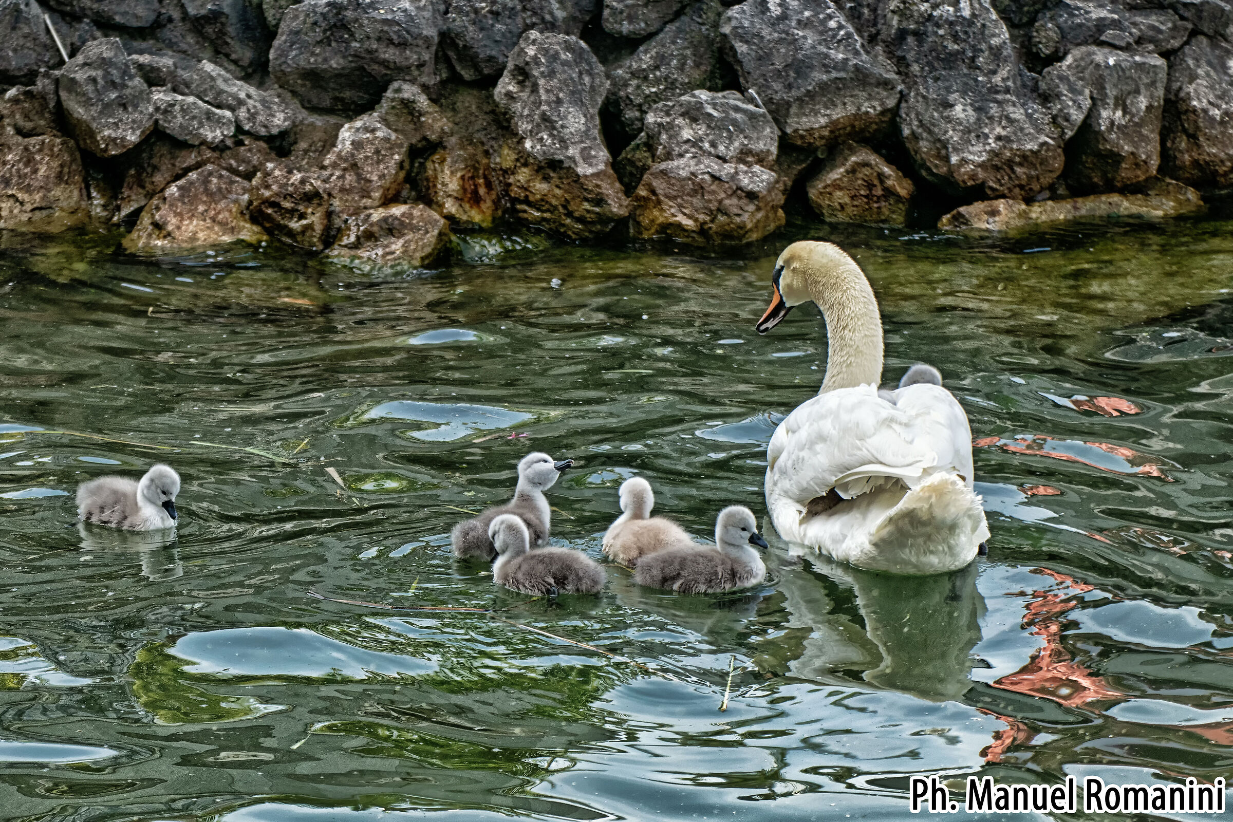 Cigno con pulcini 2