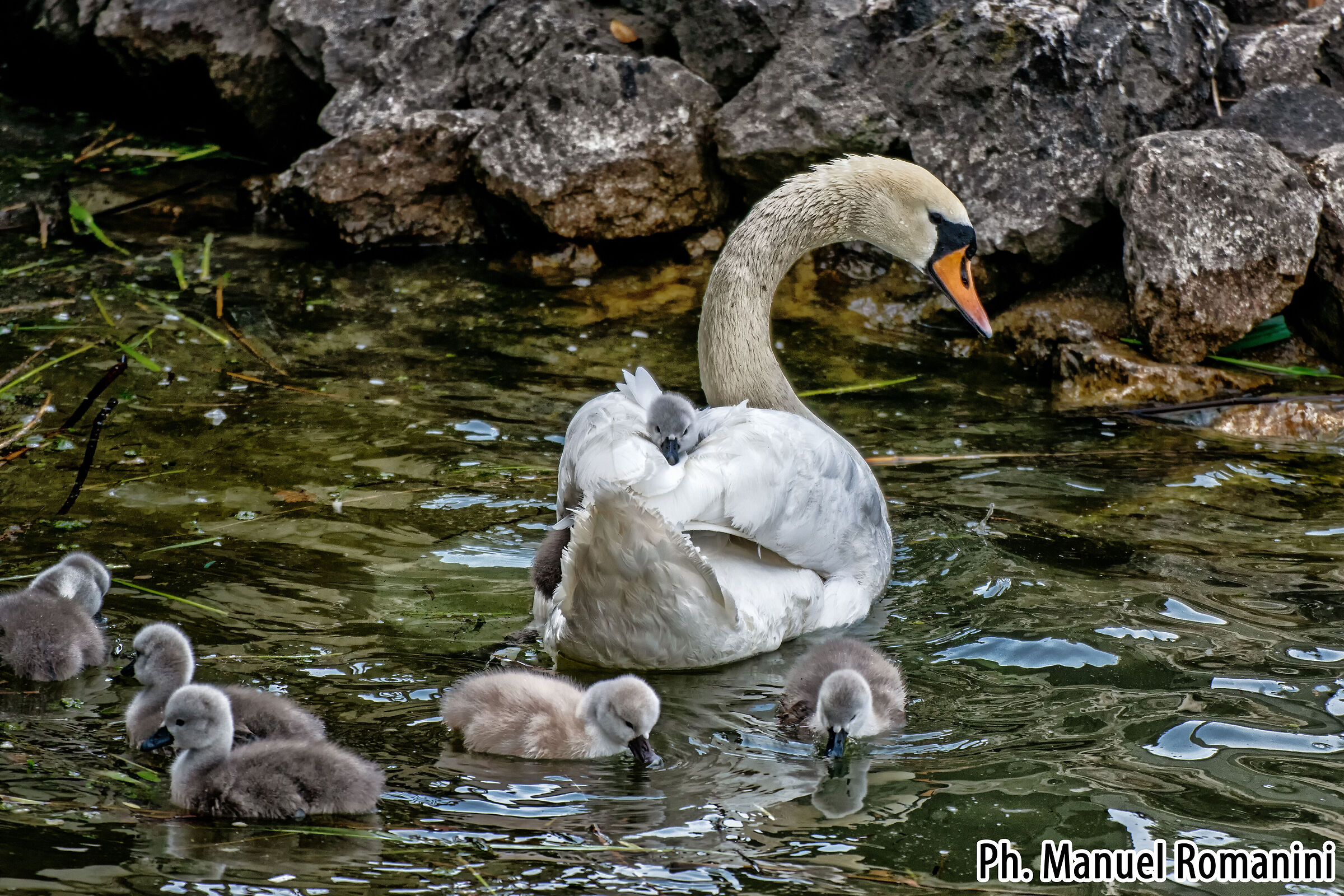 Cigno con pulcini 3