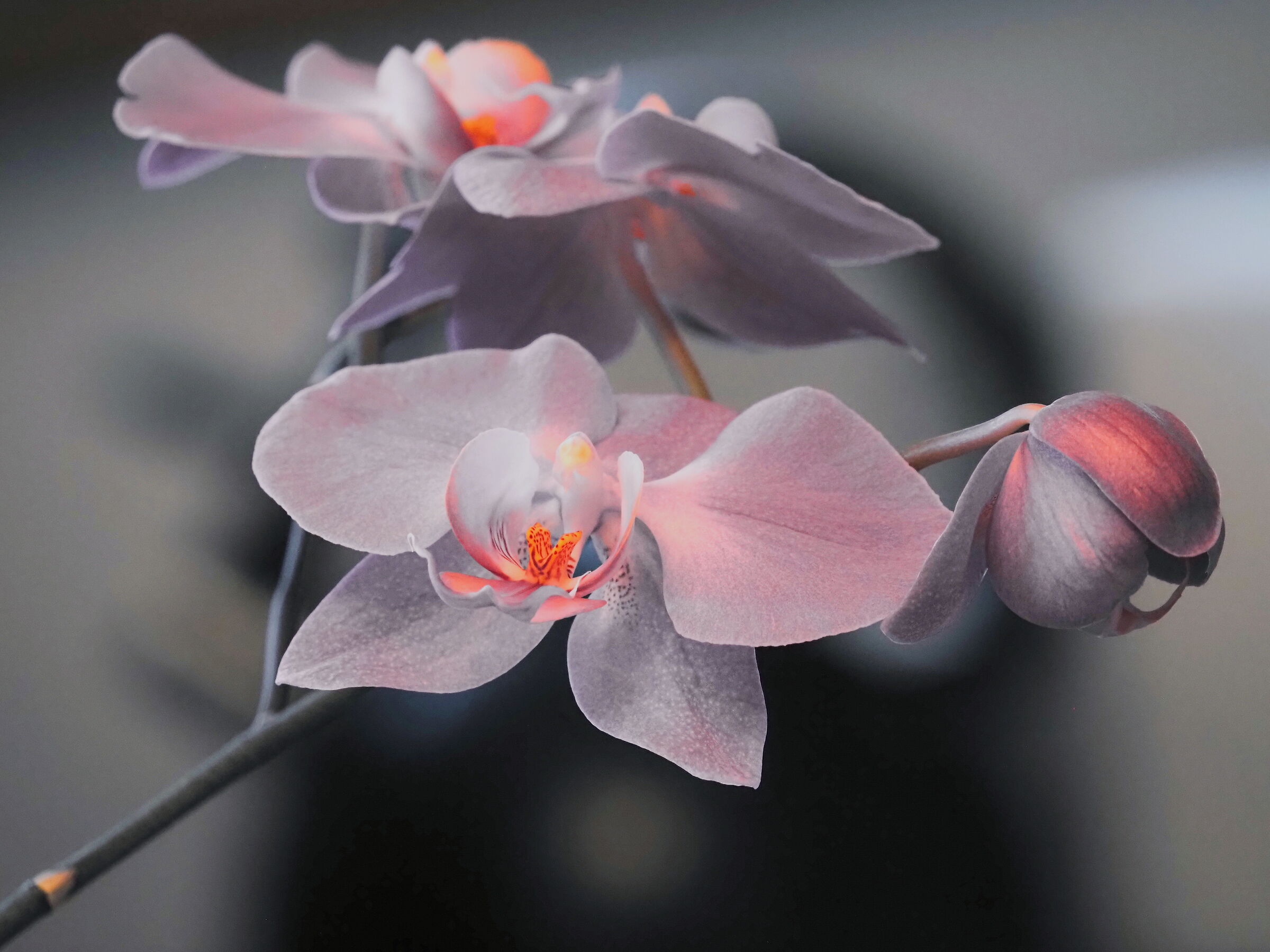 Phalaenopsis Orchid
