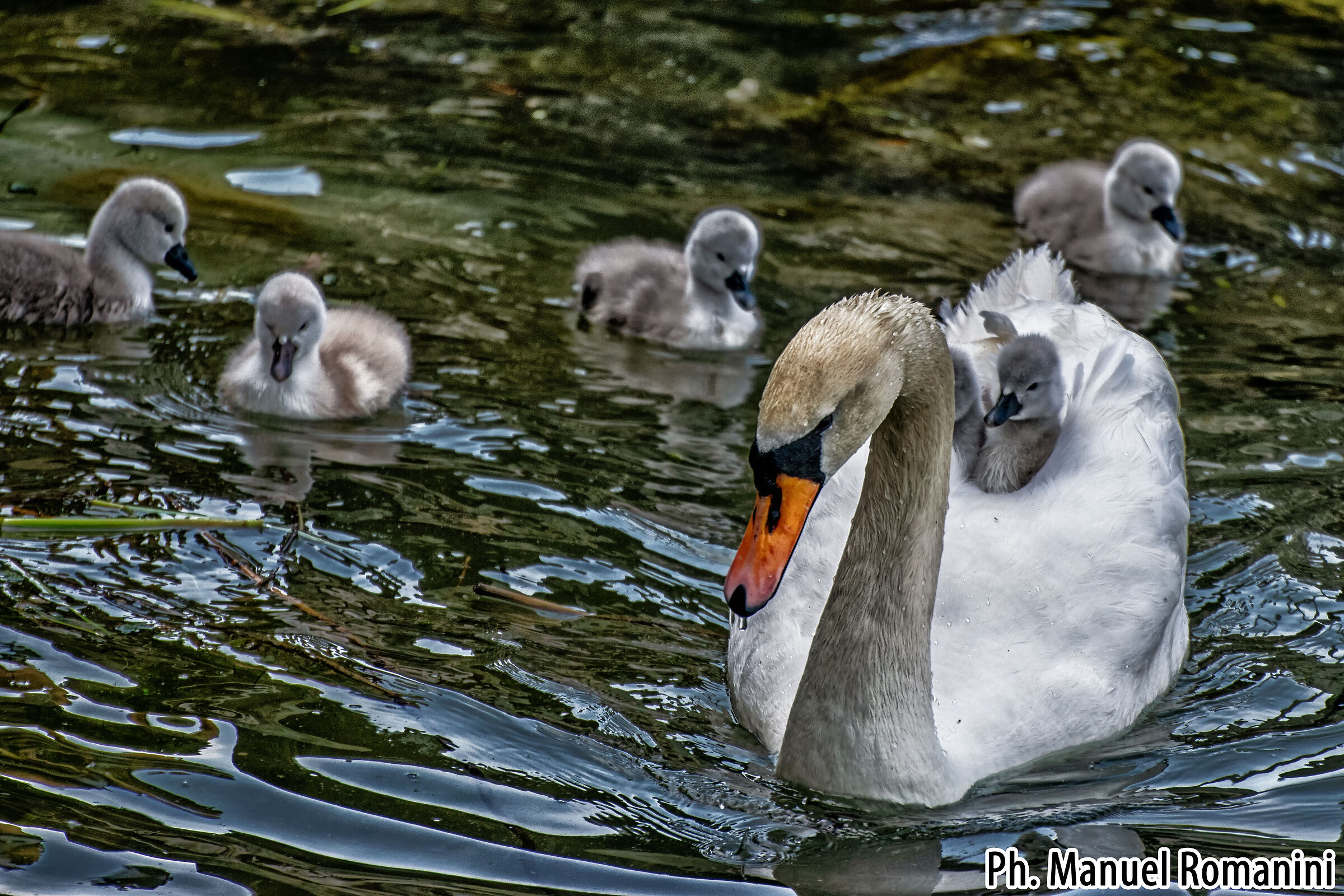 Cigno con pulcini 4