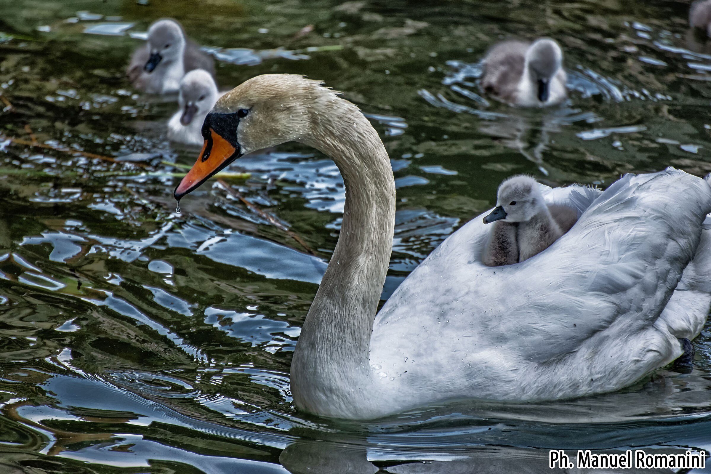 Cigno con pulcini 5