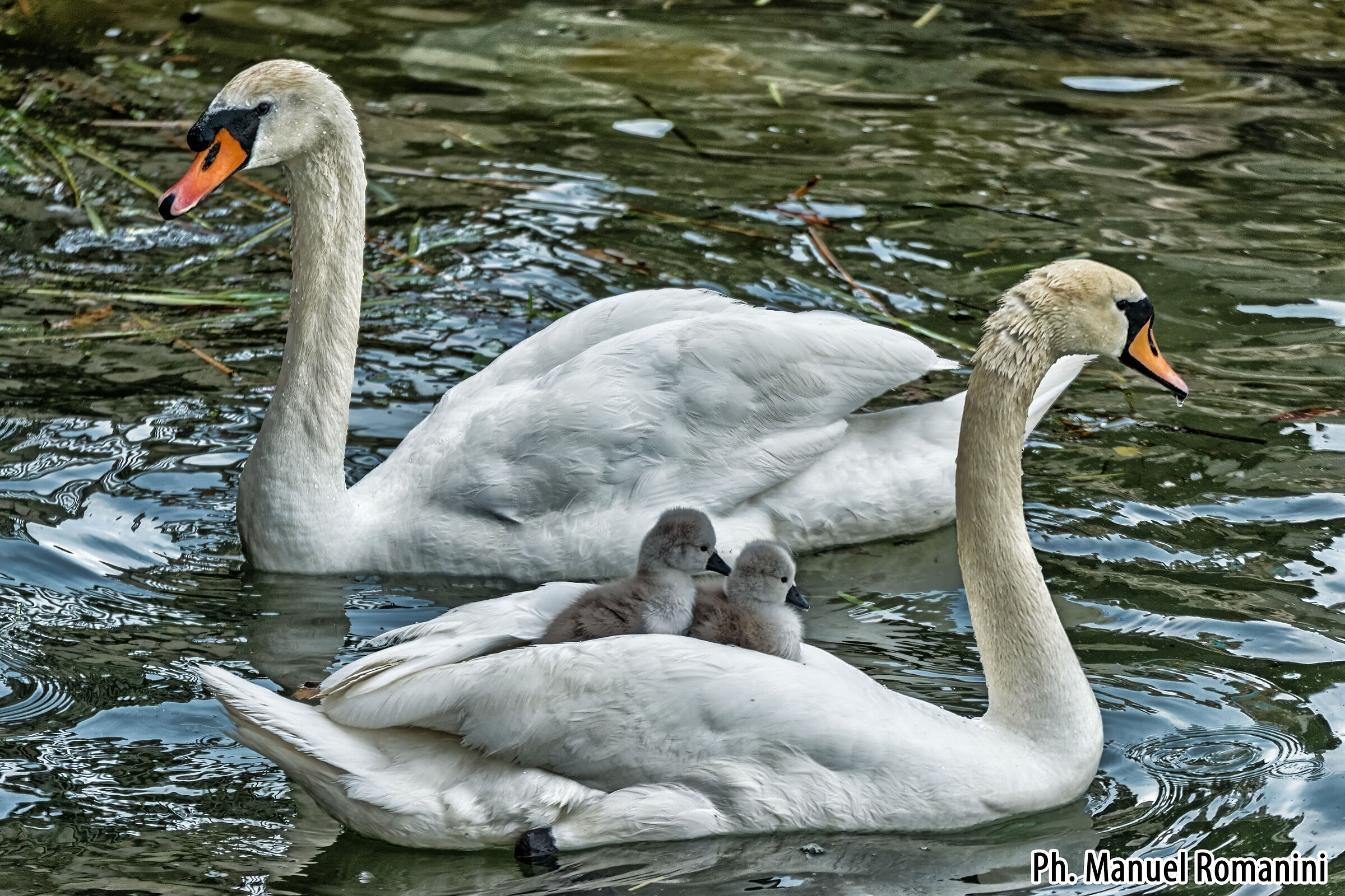 Cigno con pulcini 6