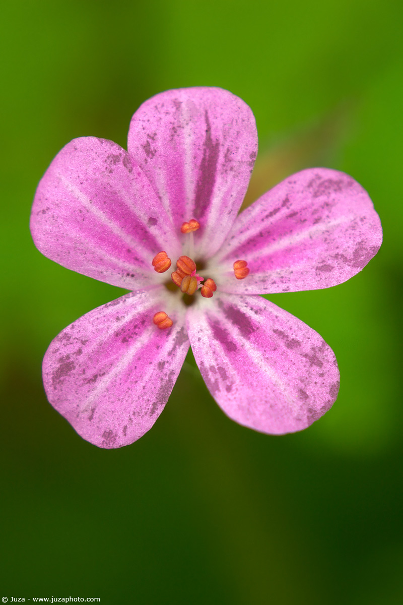 Geranium robertianum, 005281