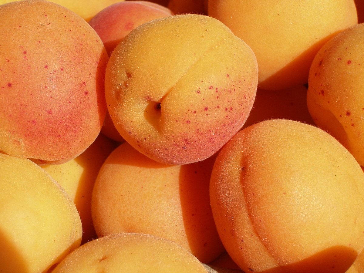 albicocche di Balestrate