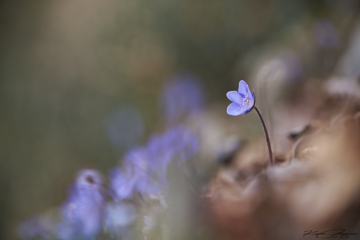 " Between light and shadow "