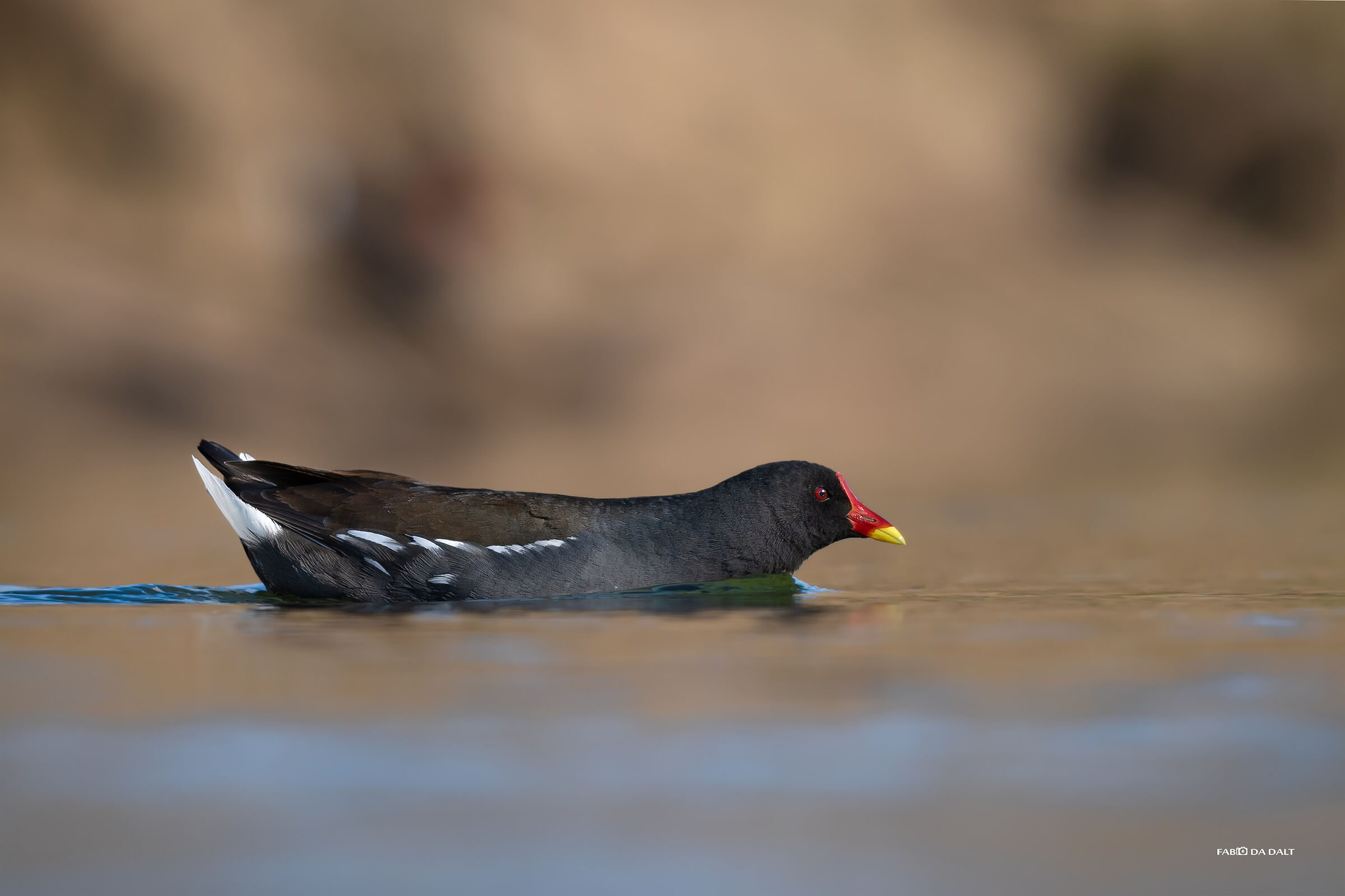Water Gallinule