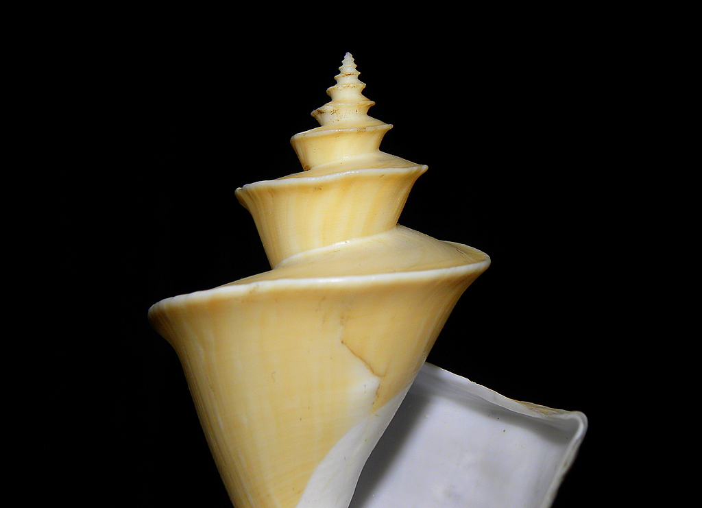 thatcheria mirabilis