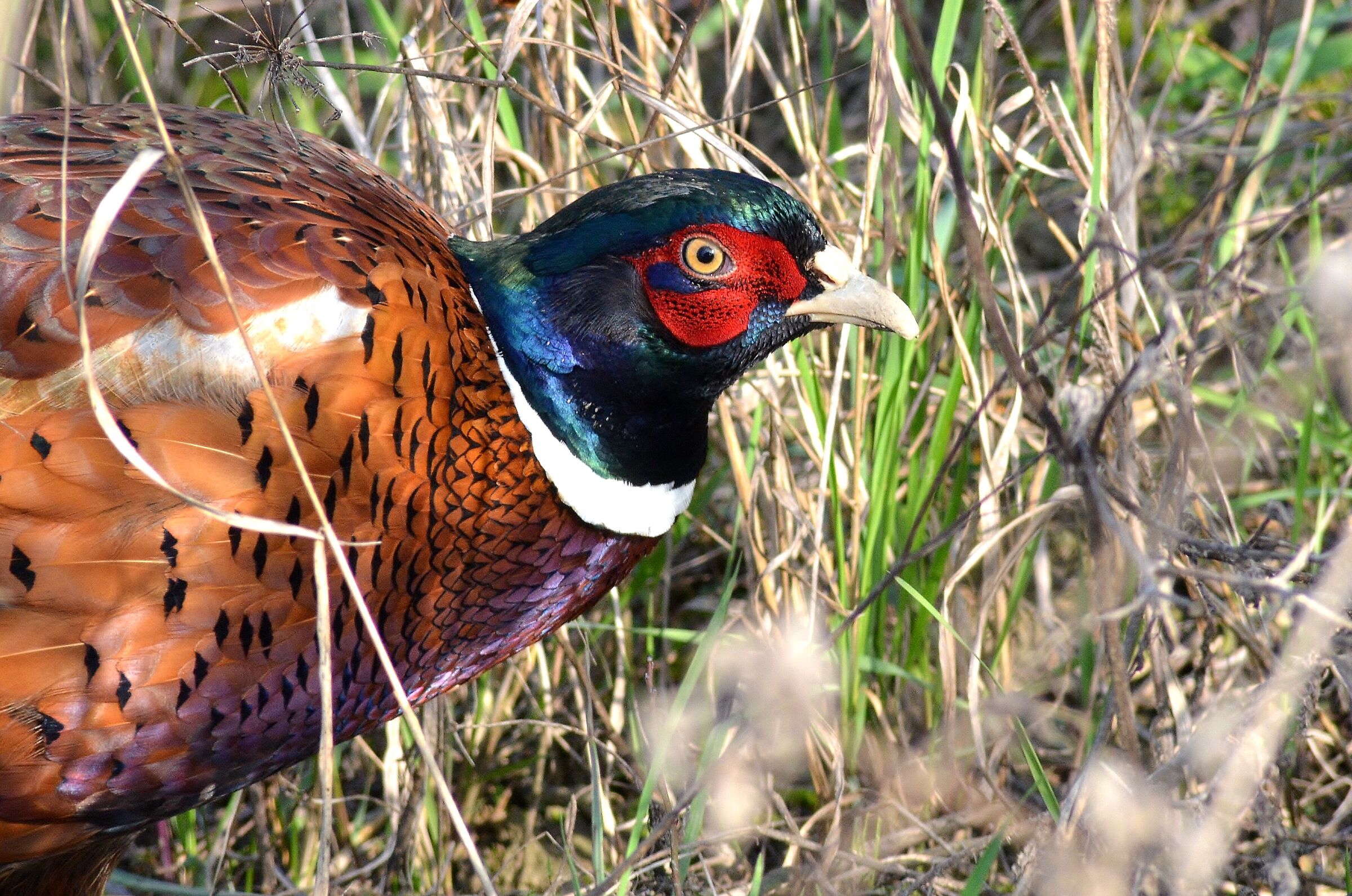 Male Pheasant