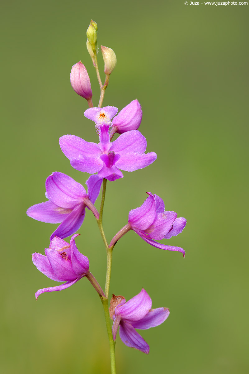 Calopogon barbatus, 007431