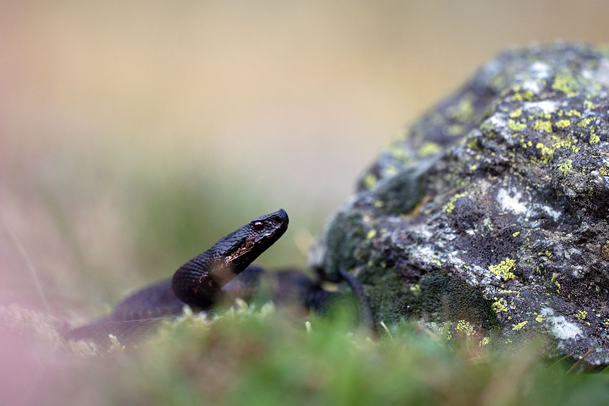 Vipera aspis aspis
