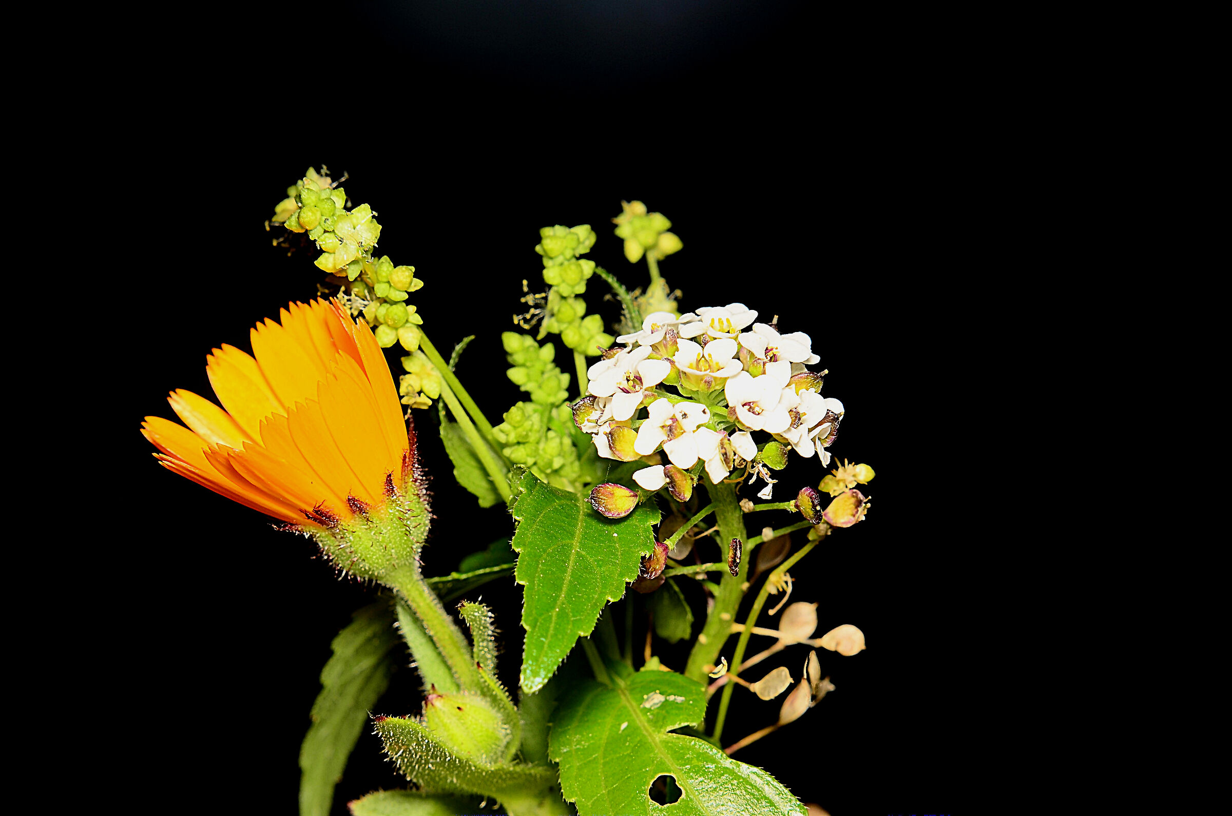Microscopico bouquet campestre