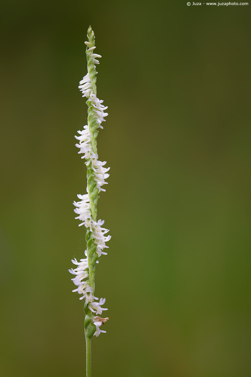 Spiranthes sp., 007466